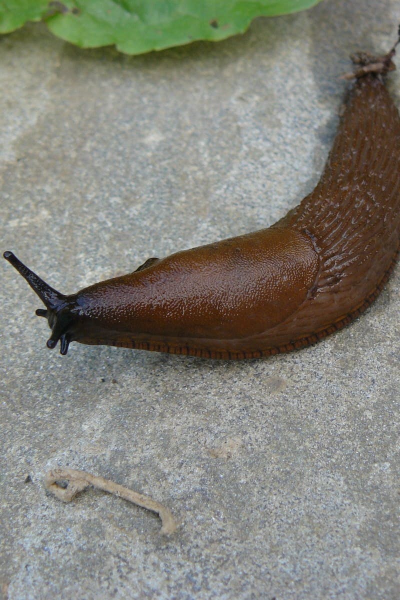 Free stock photo of animal, rock, snail