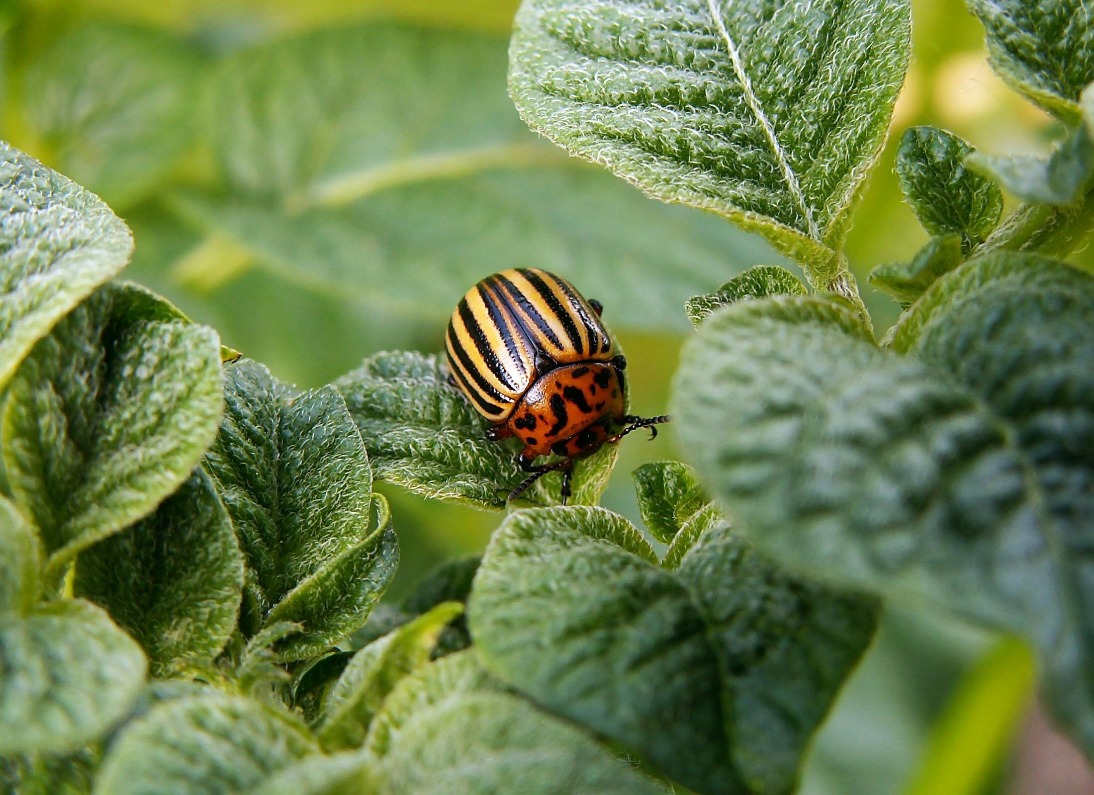 colorado-potato-beetle-pest-beetle-potato-40716.jpeg