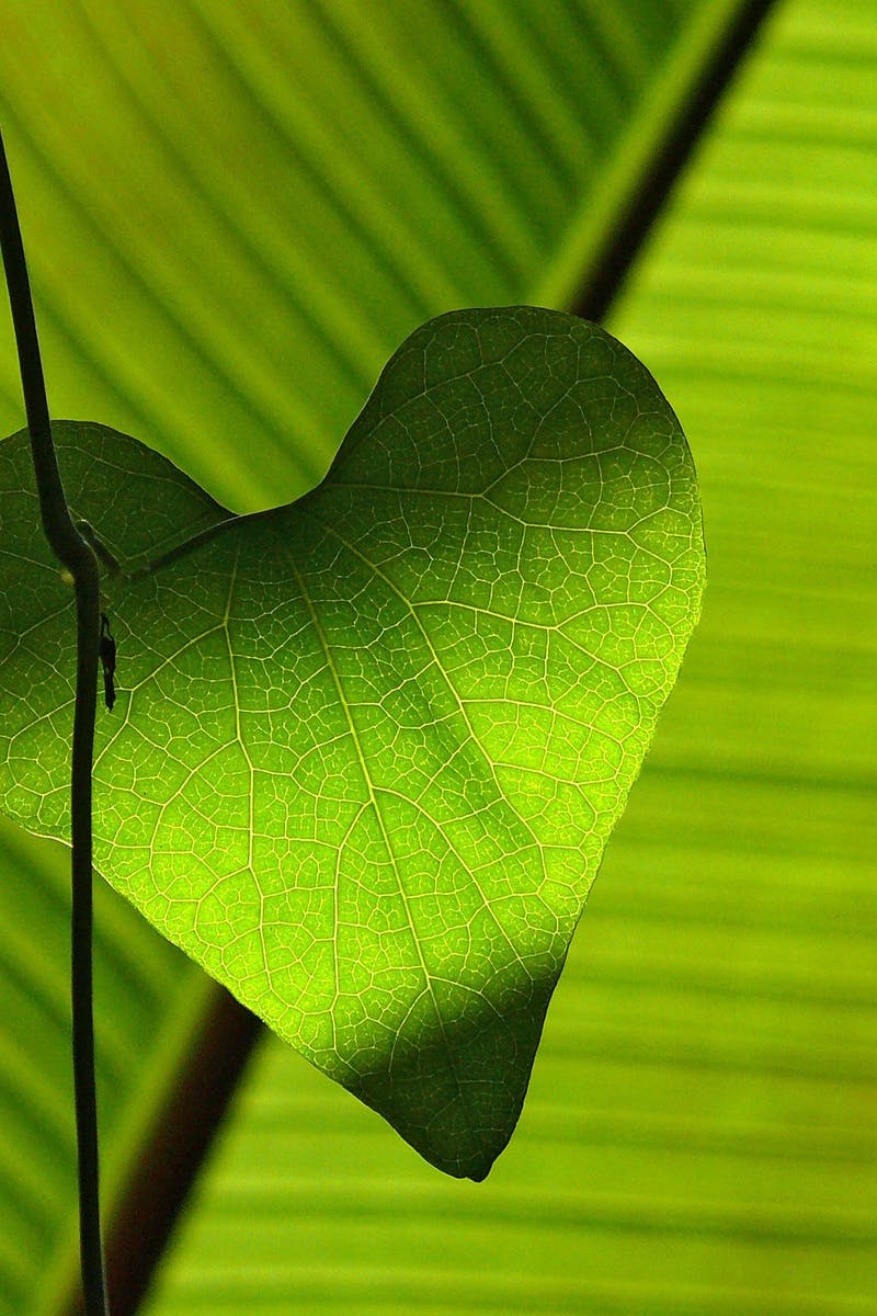 Green Heart Shape Leaf · Free Stock Photo