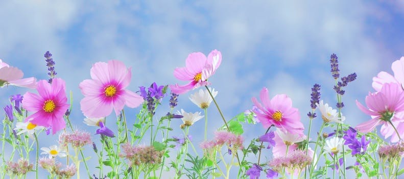 Pink Petaled Flower during Daytime