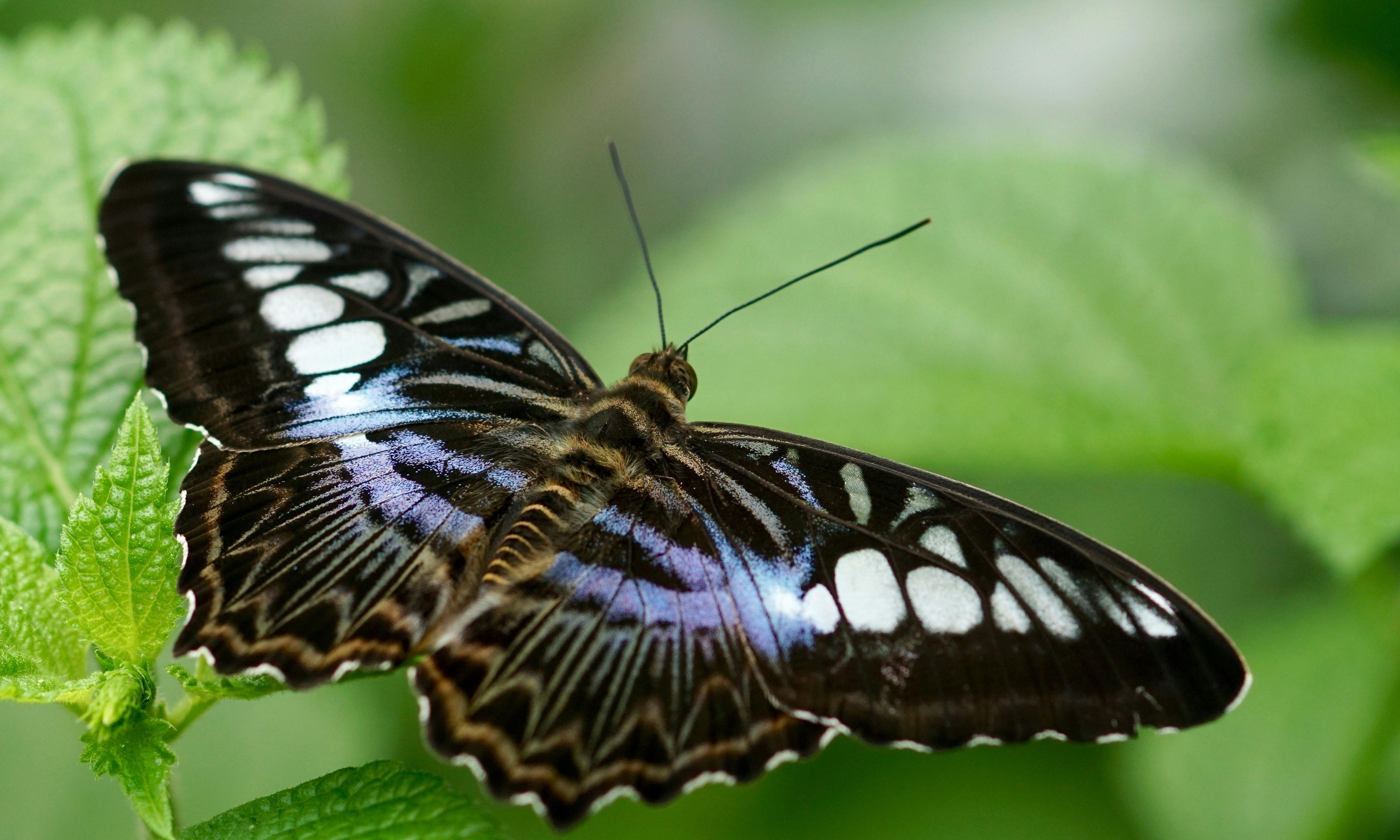 Free stock photo of animal, antenna, beautiful