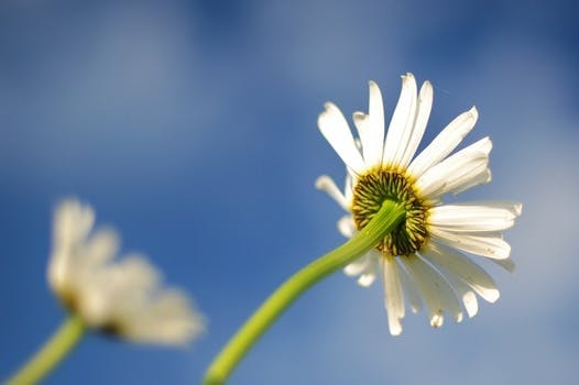 HD wallpaper of nature, lawn, blur, flower