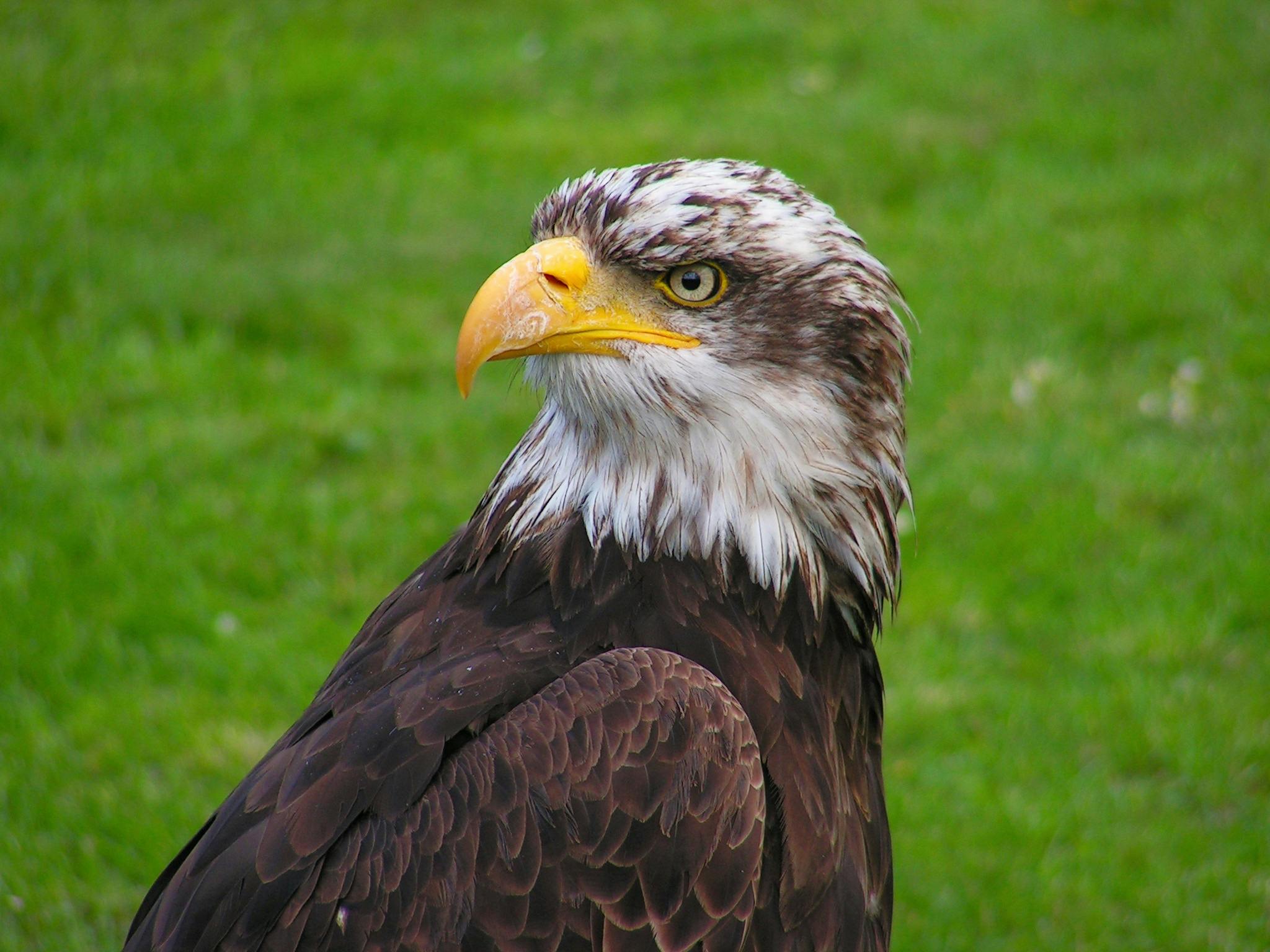 Brown and White Eagle · Free Stock Photo