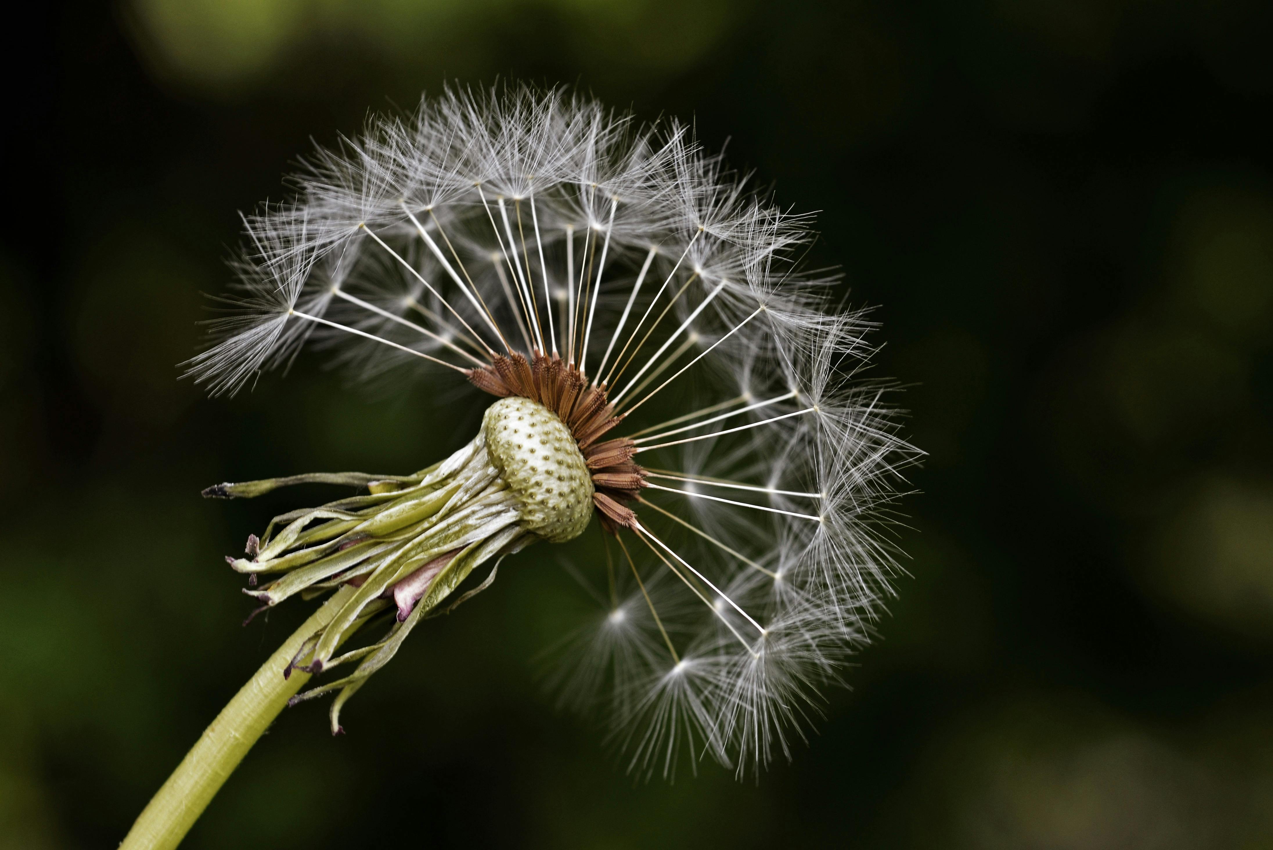 White Dandelion · Free Stock Photo