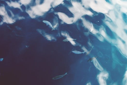 Free stock photo of sea, ocean, lake, fish