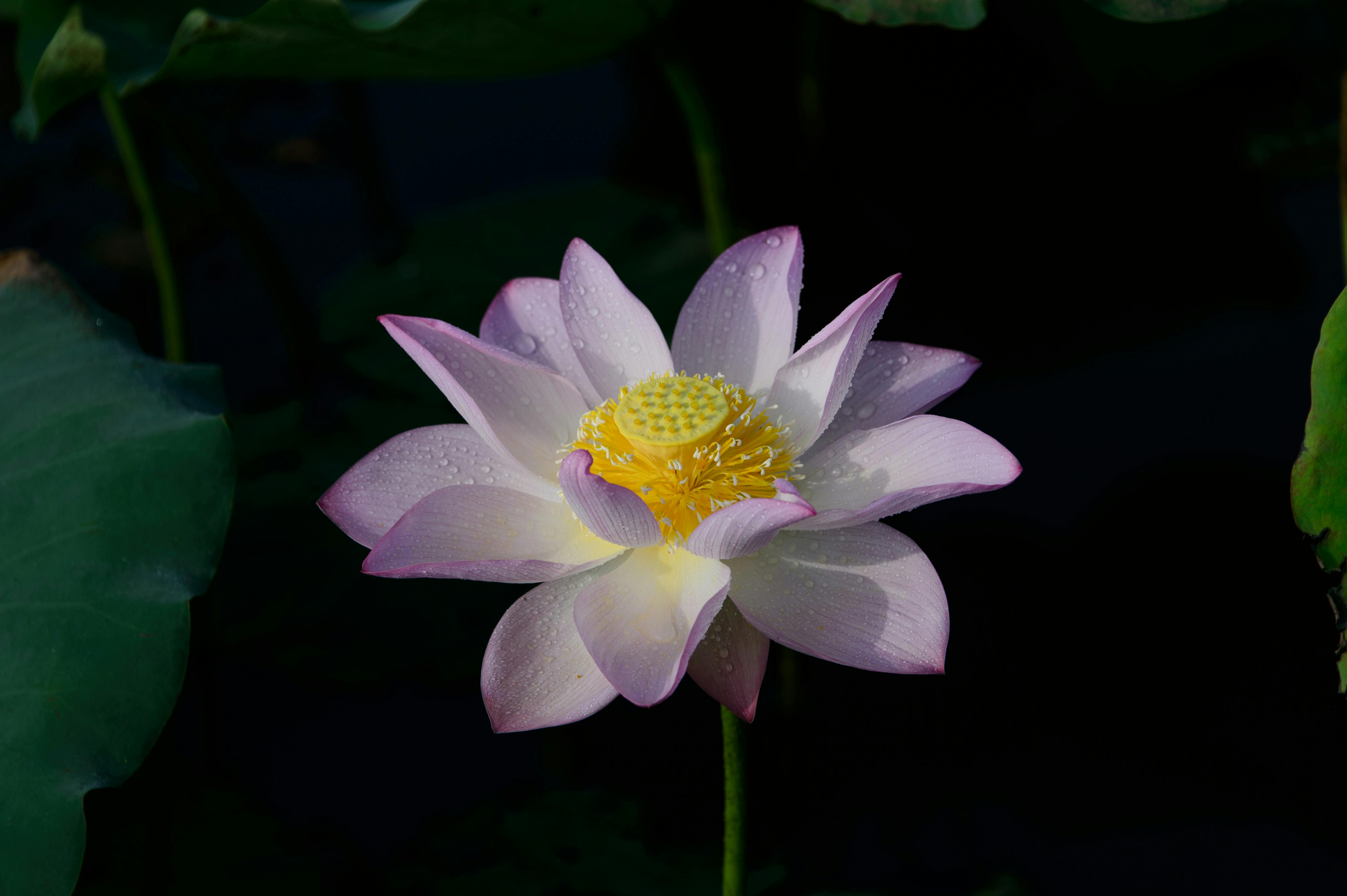 Free stock photo of beautiful flowers, china, Chinese