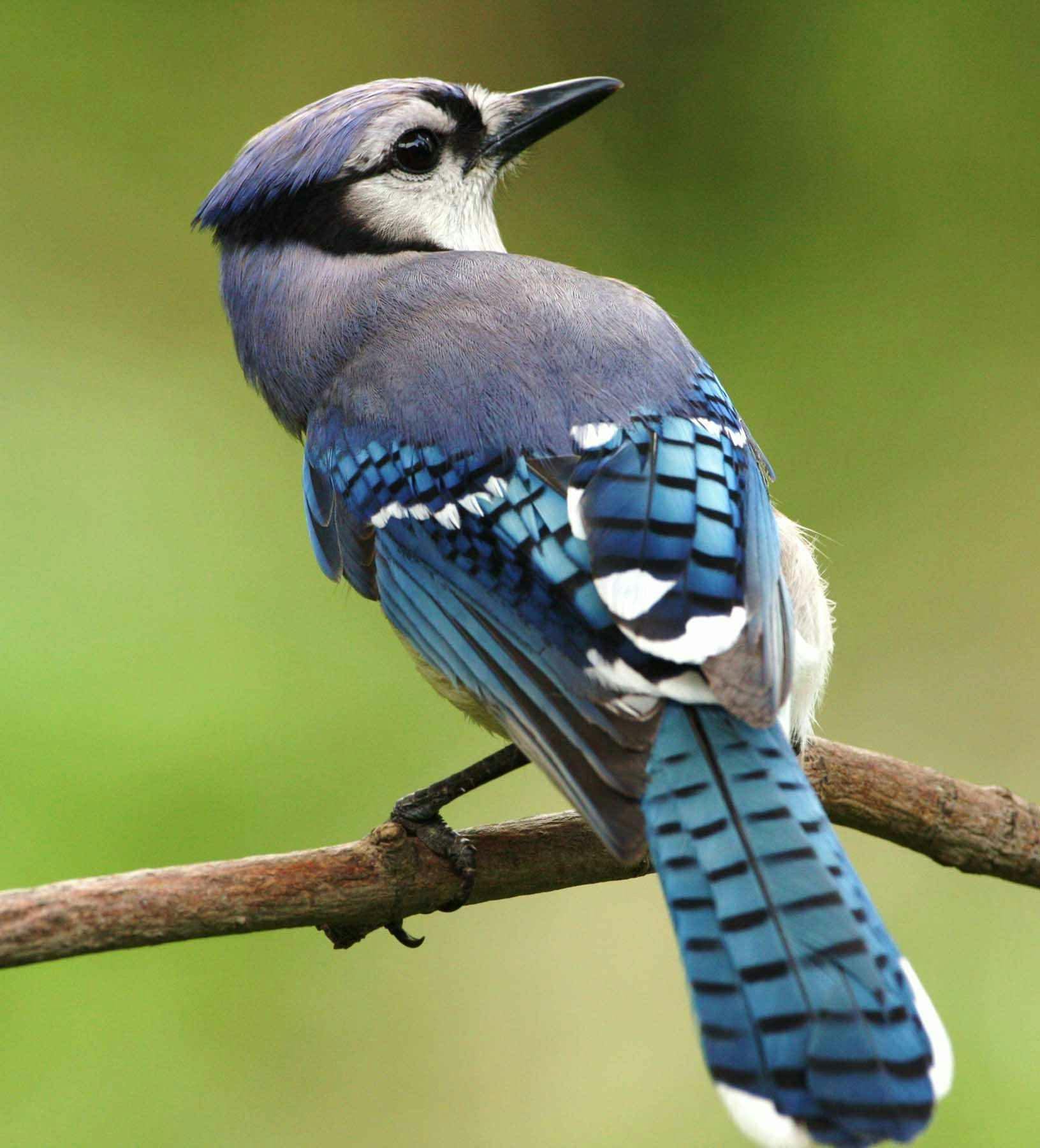 Close Photography on Blue White and Grey Feathered Bird · Free Stock Photo