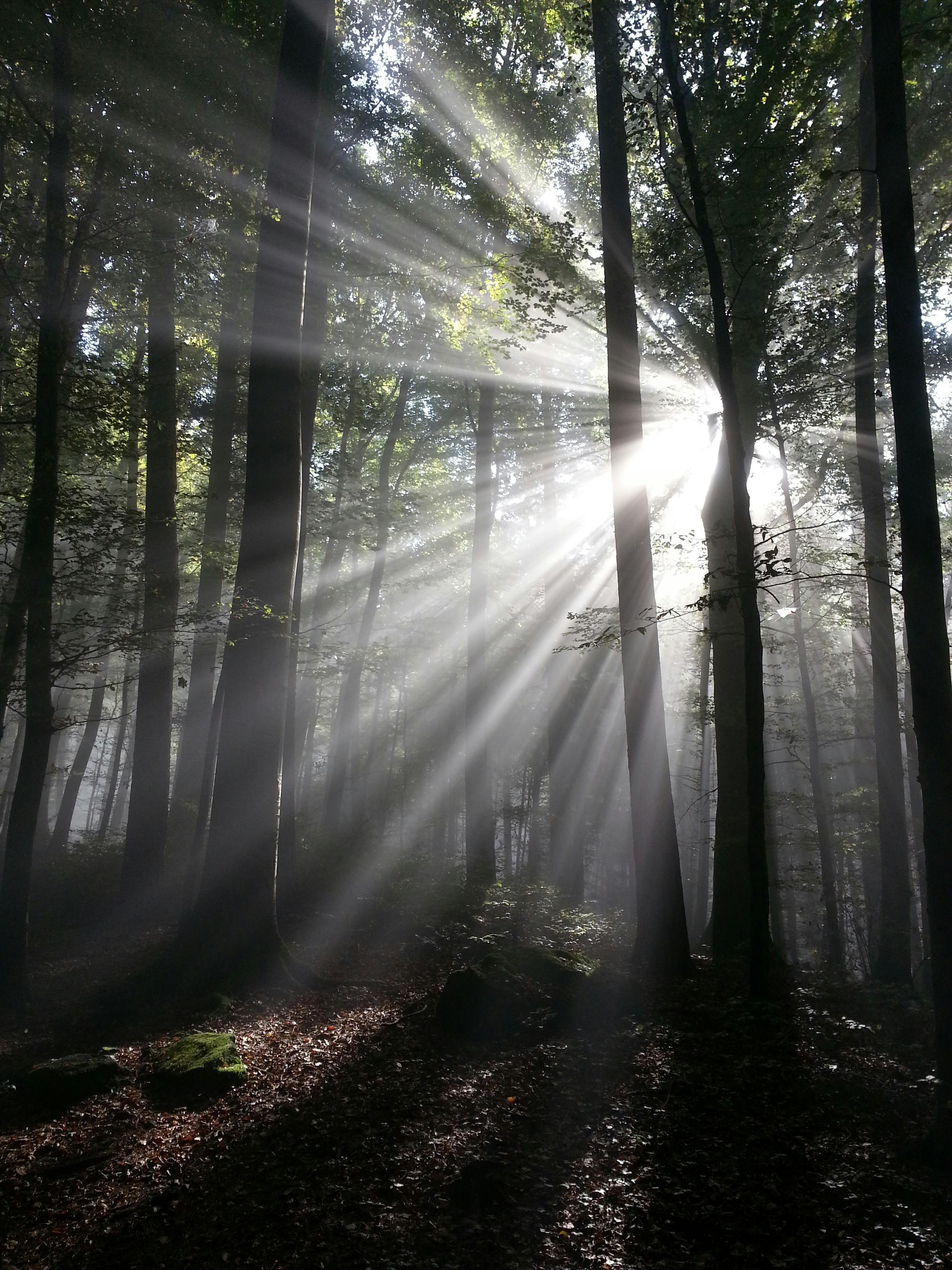 Green Tree Behind Sun Light  Free Stock Photo