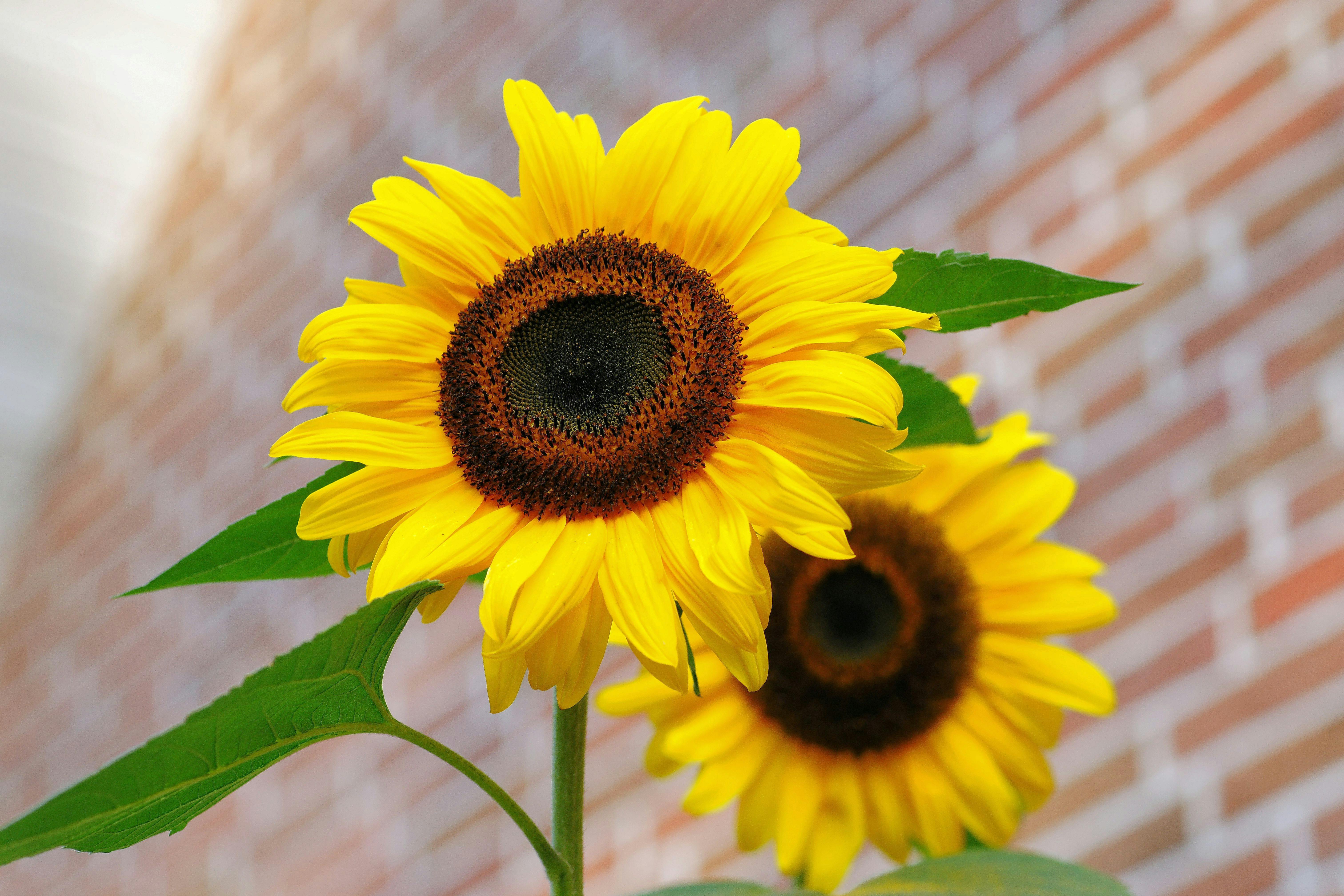 sunflower-flowers-bright-yellow-46216.jpeg (6048×4032)