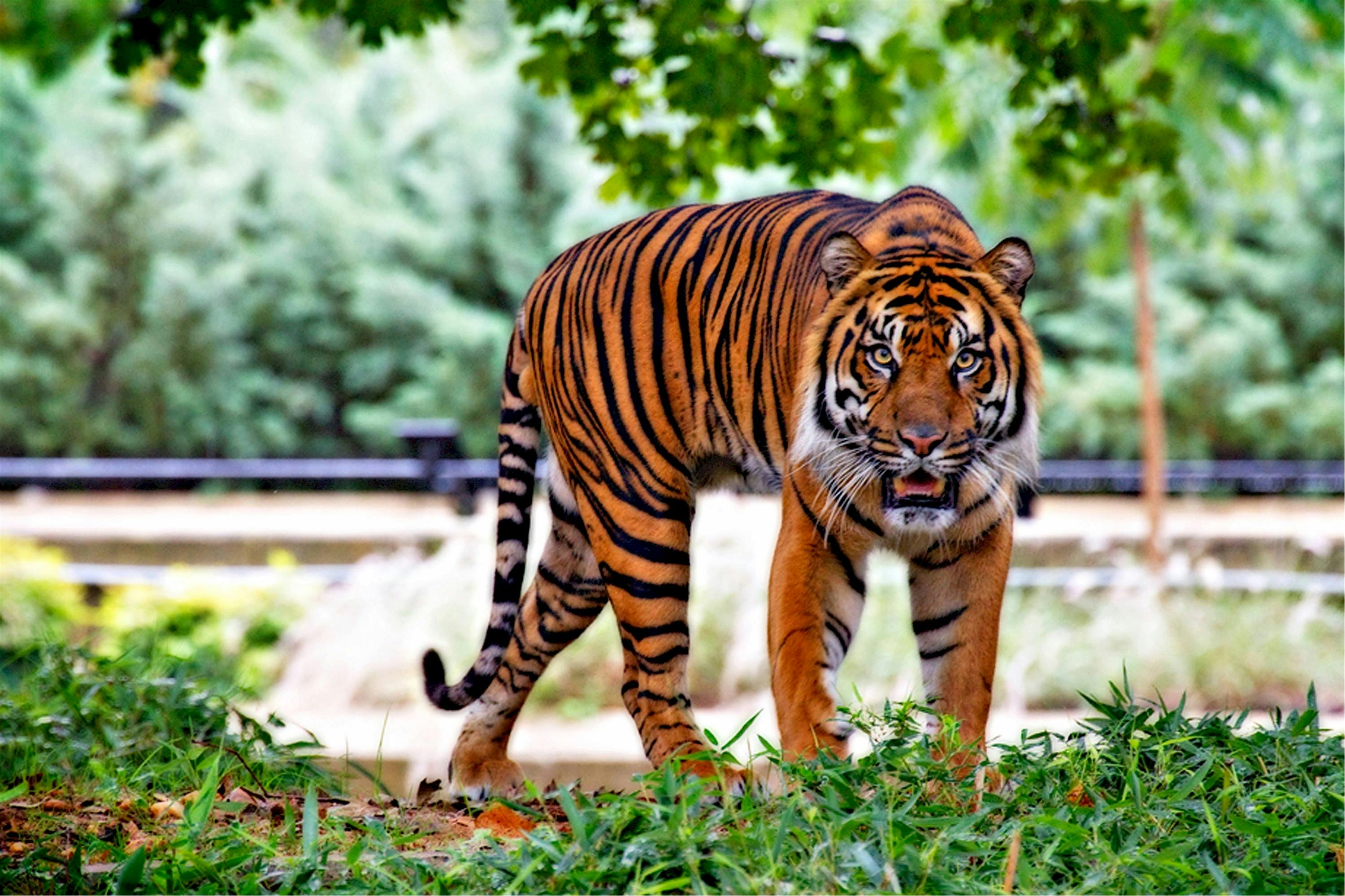 Image result for tiger image