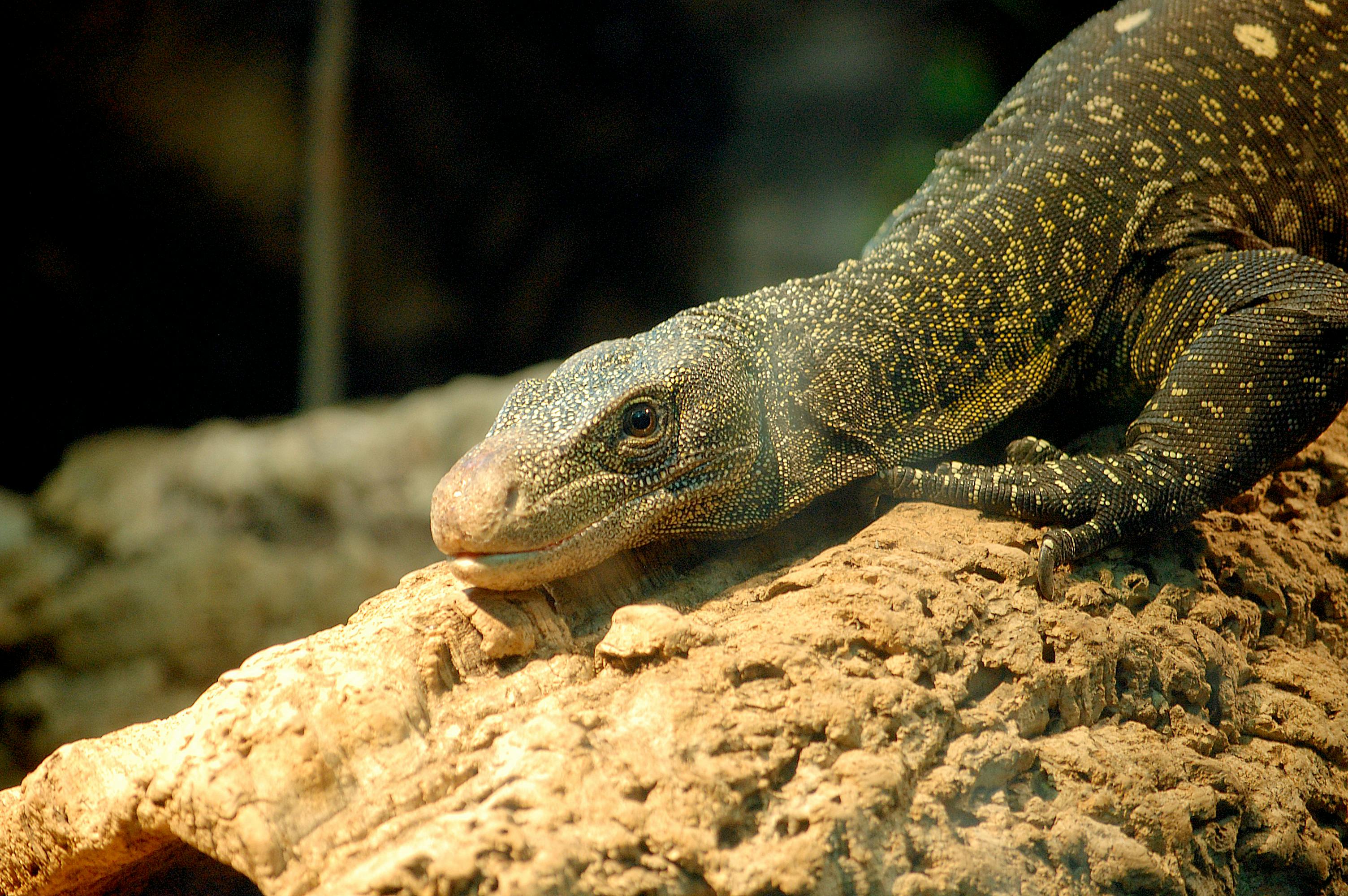 Free stock photo of iguana, lizard, Monitor Lizard