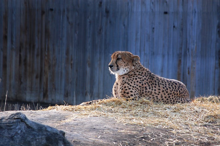Free stock photo of cheetah, leopard, predator