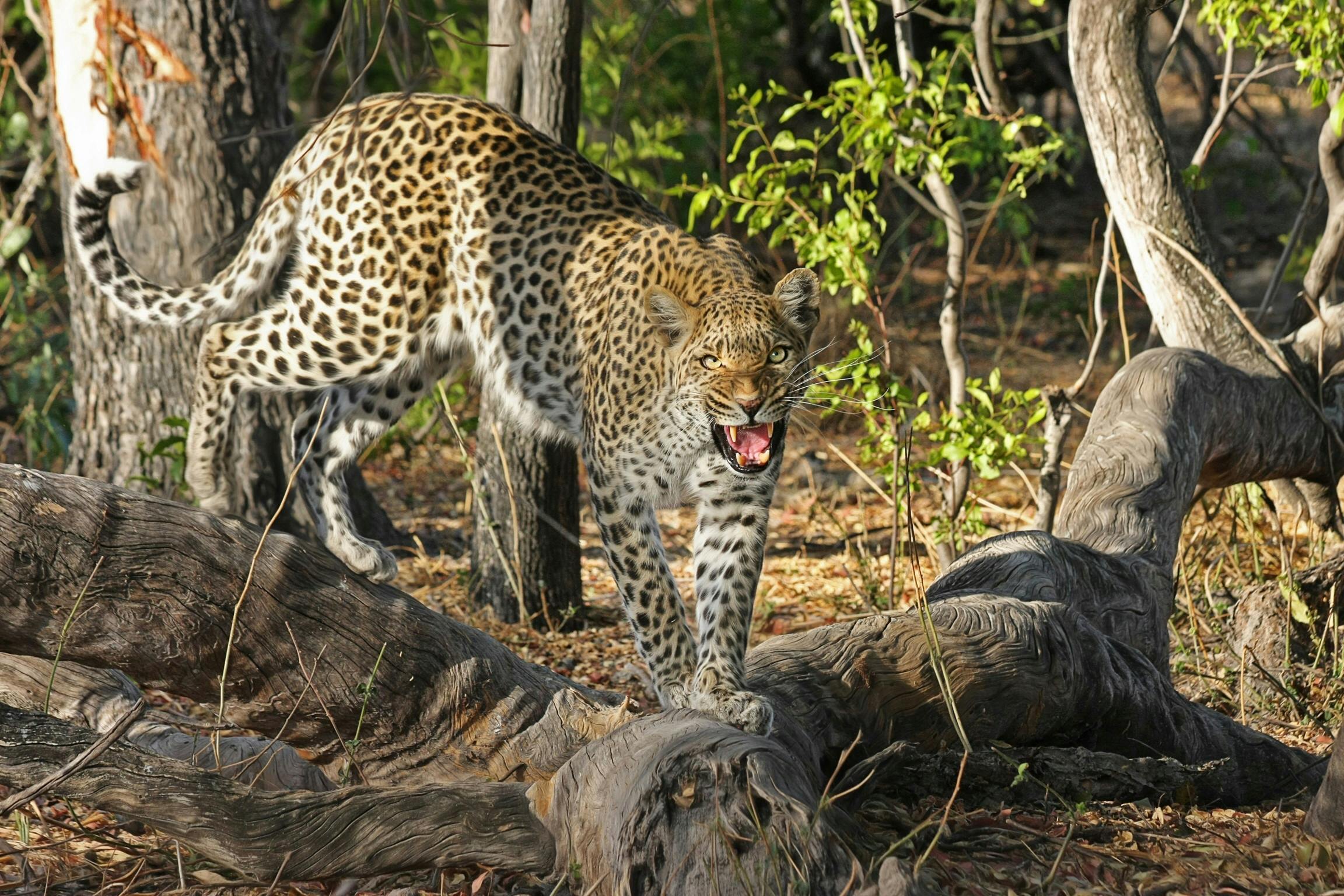 Free stock photo of africa, big cat, botswana