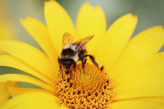 Free stock photo of summer, yellow, flower, bee