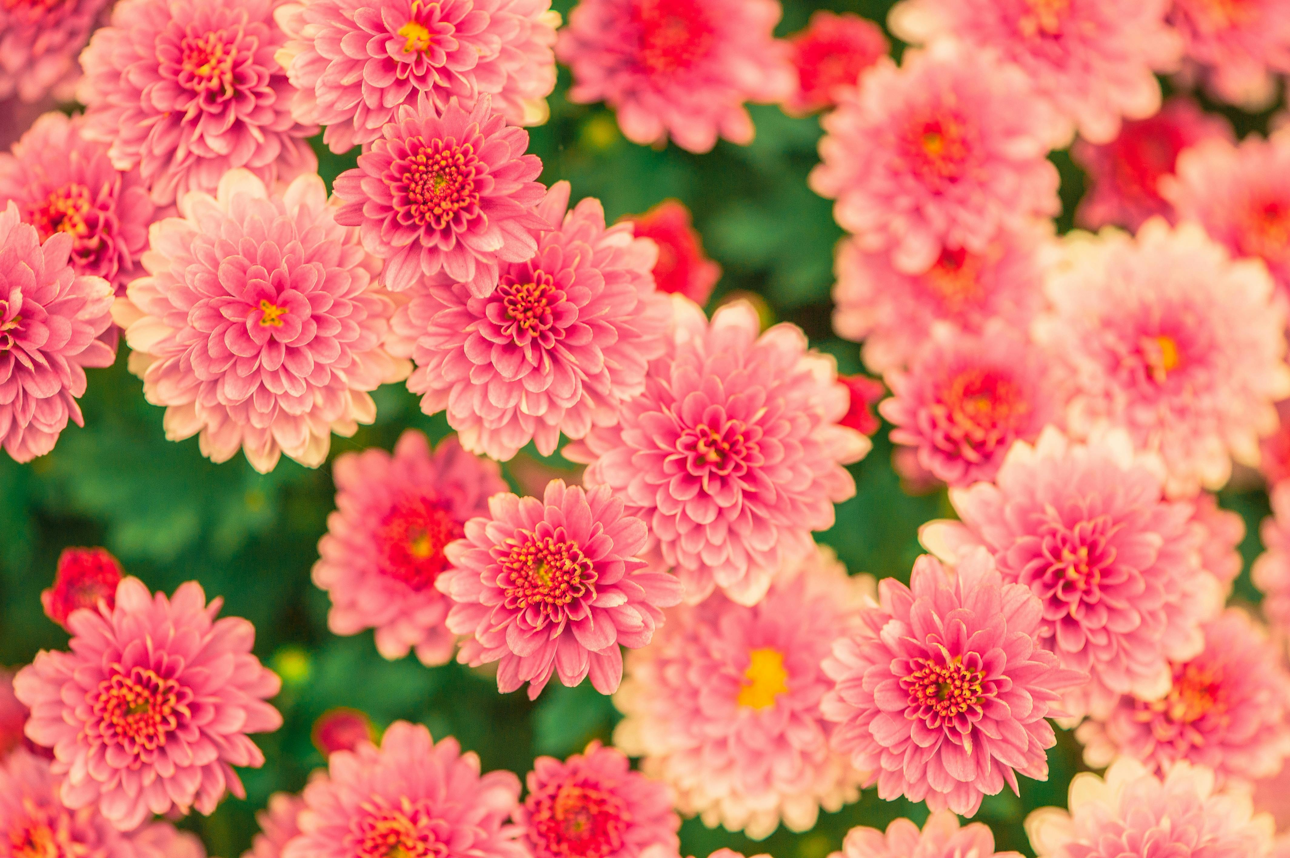 flowers-summer-pink-nature-47360.jpeg (4256×2832)