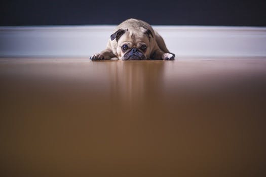 Free stock photo of animal, dog, cute, sad