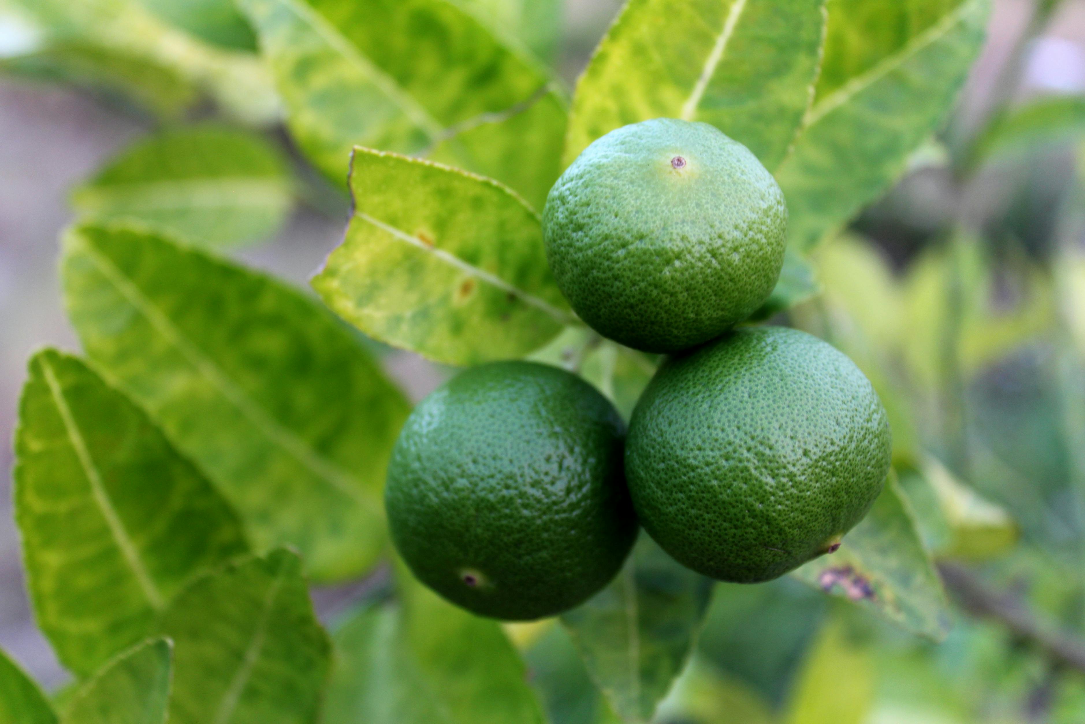 Free stock photo of blur, citrus fruit, close-up