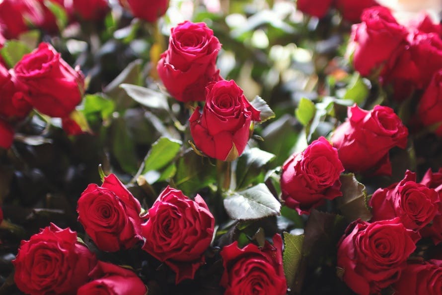 kärlek, romantiker, blommor