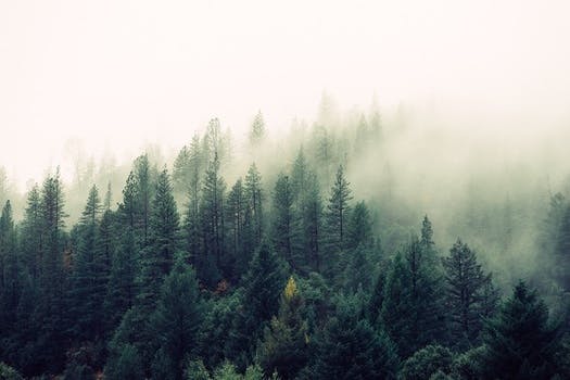 Free stock photo of nature, forest, trees, fog