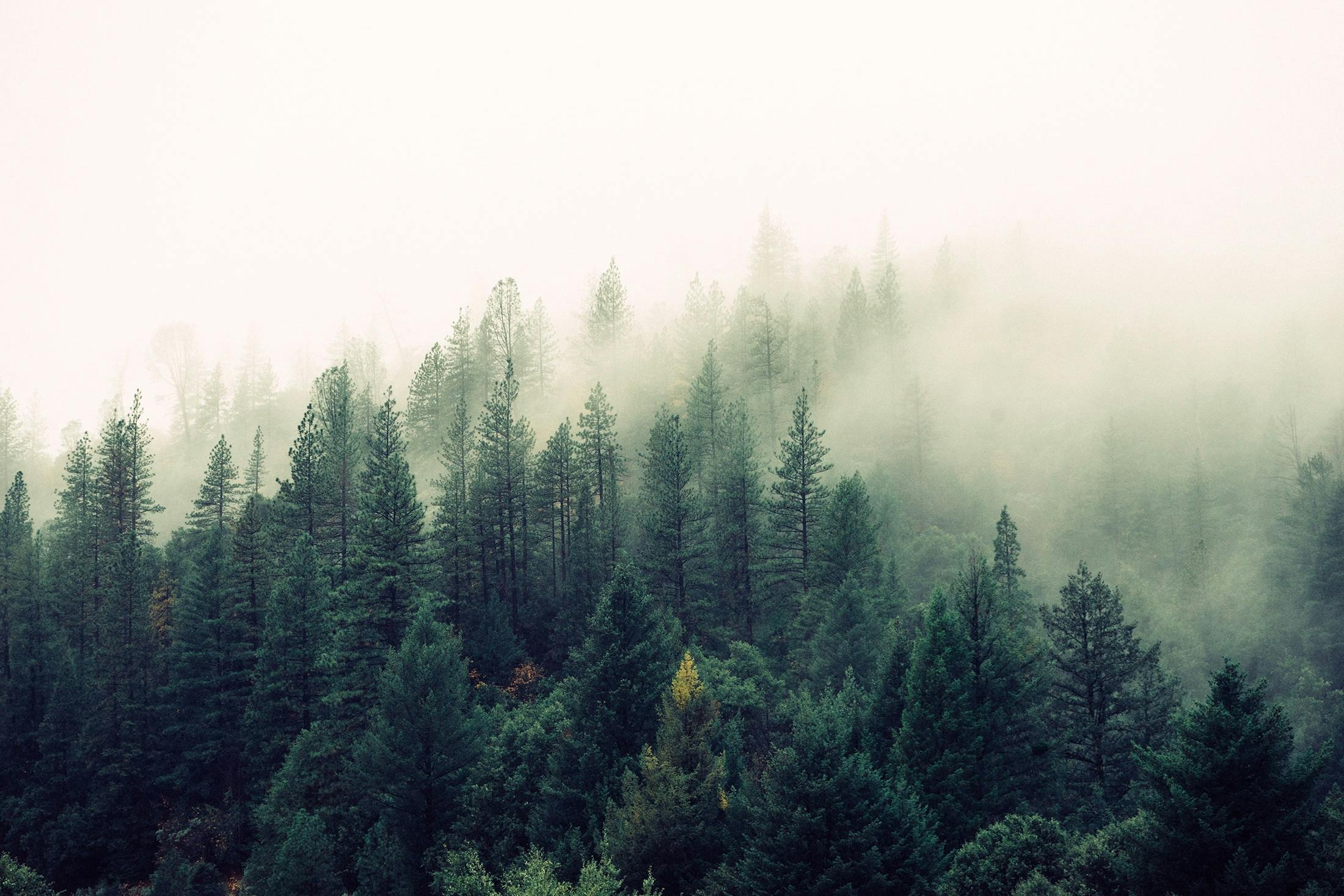 Пейзажи Nature-forest-trees-fog