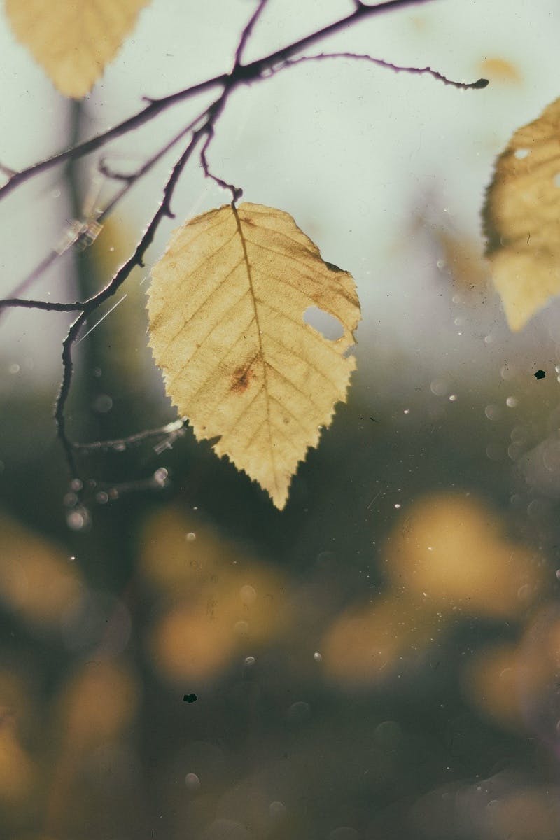Free stock photo of autumn, branches, fall