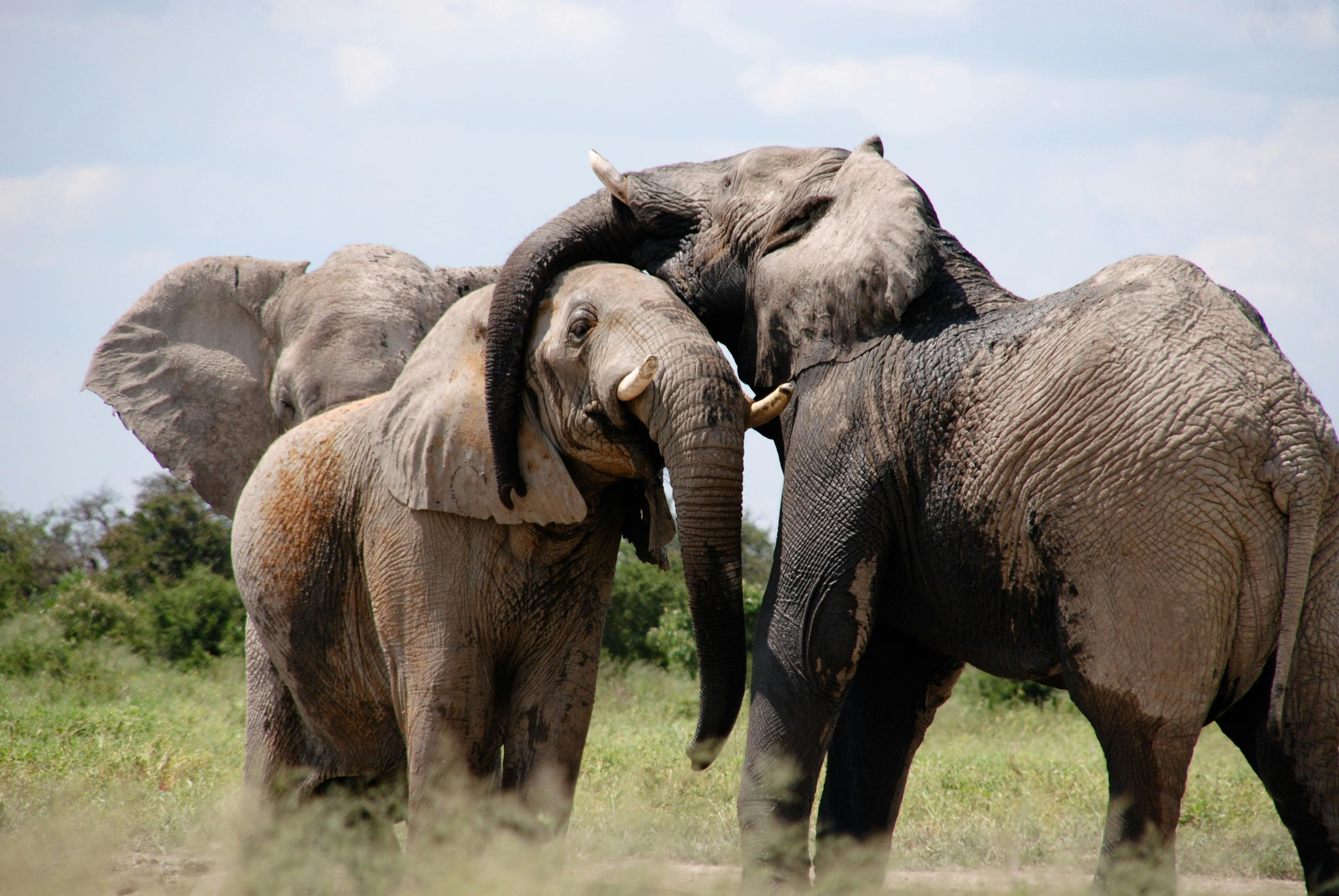 Grey Black Elephant on Green Grass Field · Free Stock Photo