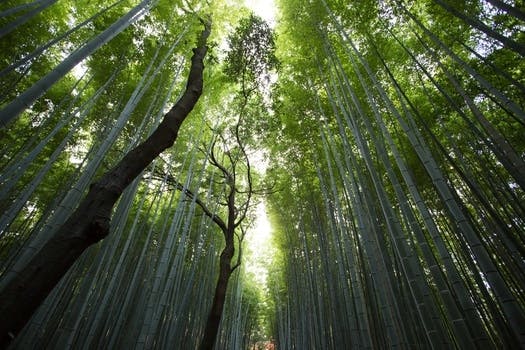 Free stock photo of nature, forest, trees, bamboo