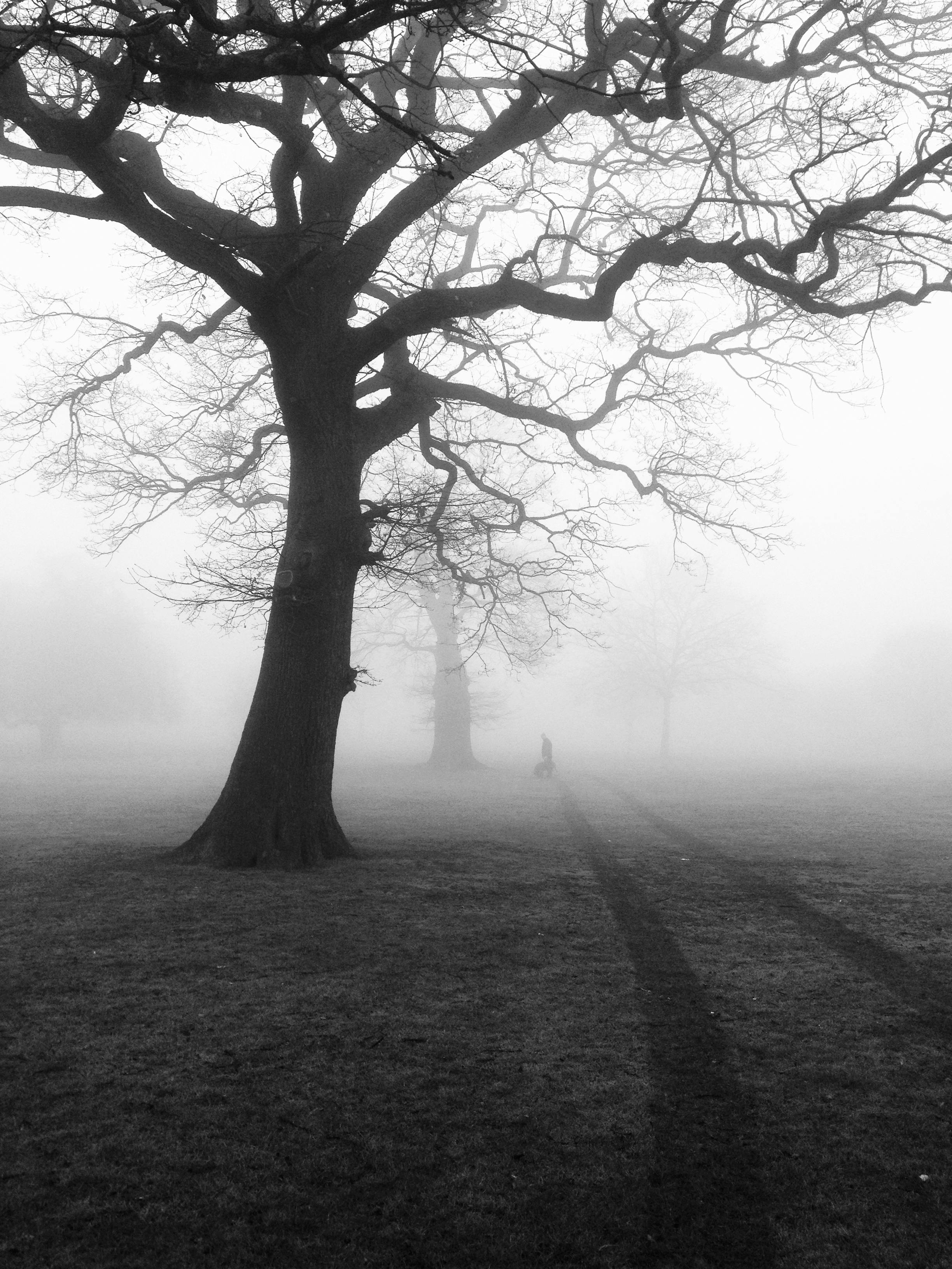 trees-mist-fog-eerie-51000.jpeg (2448×3264)