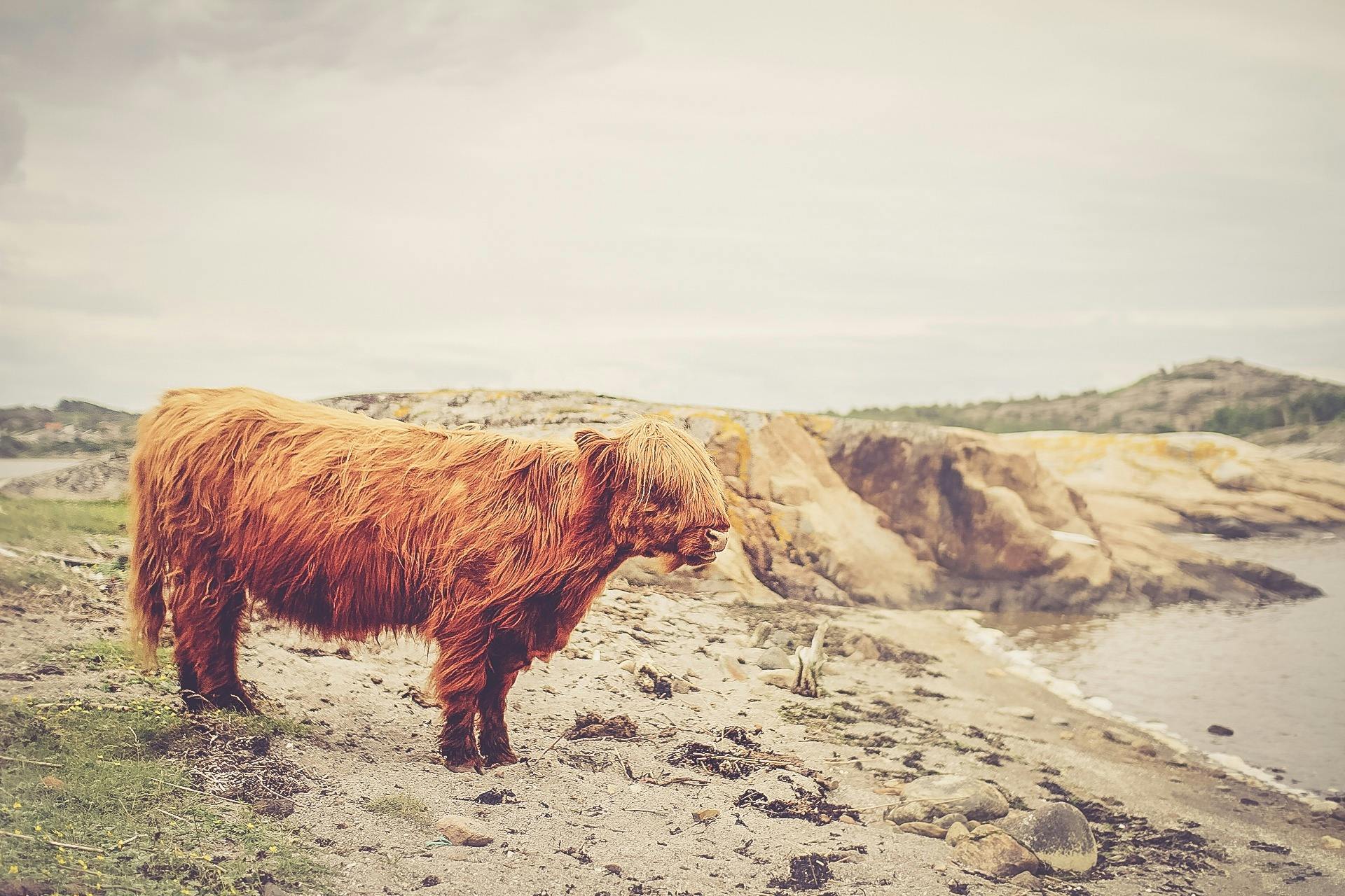 Free stock photo of animal, beach, brown