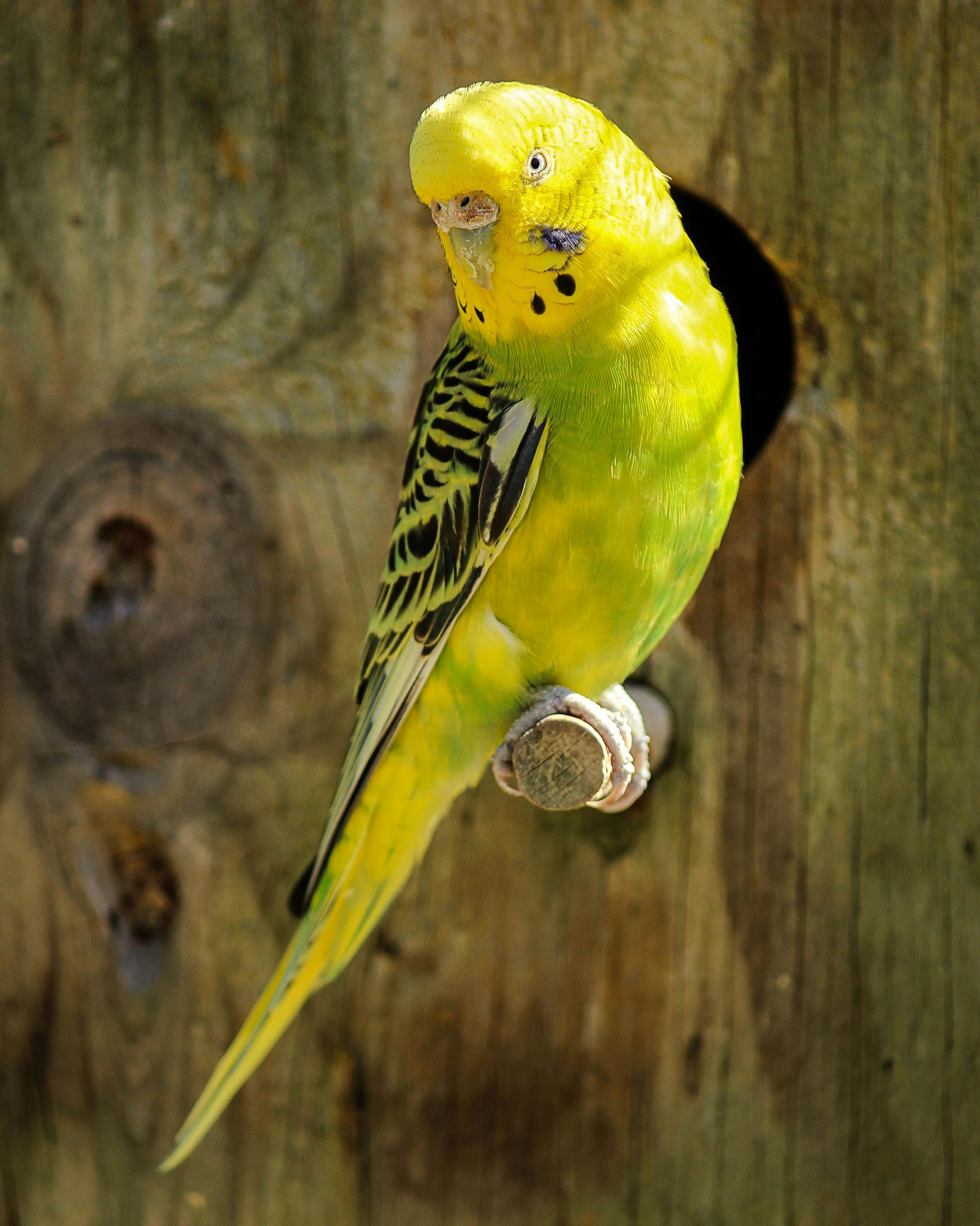 Download Yellow and Black Parakeet · Free Stock Photo