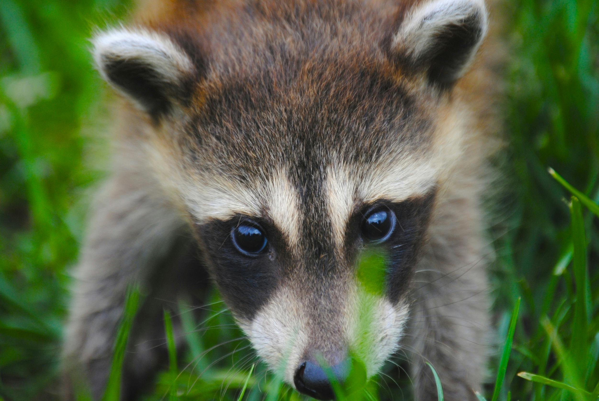 Free stock photo of animal, coon, cute