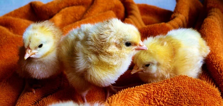 HD wallpaper of cute, animals, easter, chicken