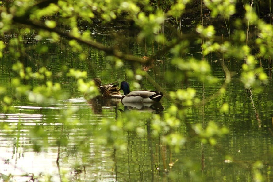 Free stock photo of ducks, green, pond
