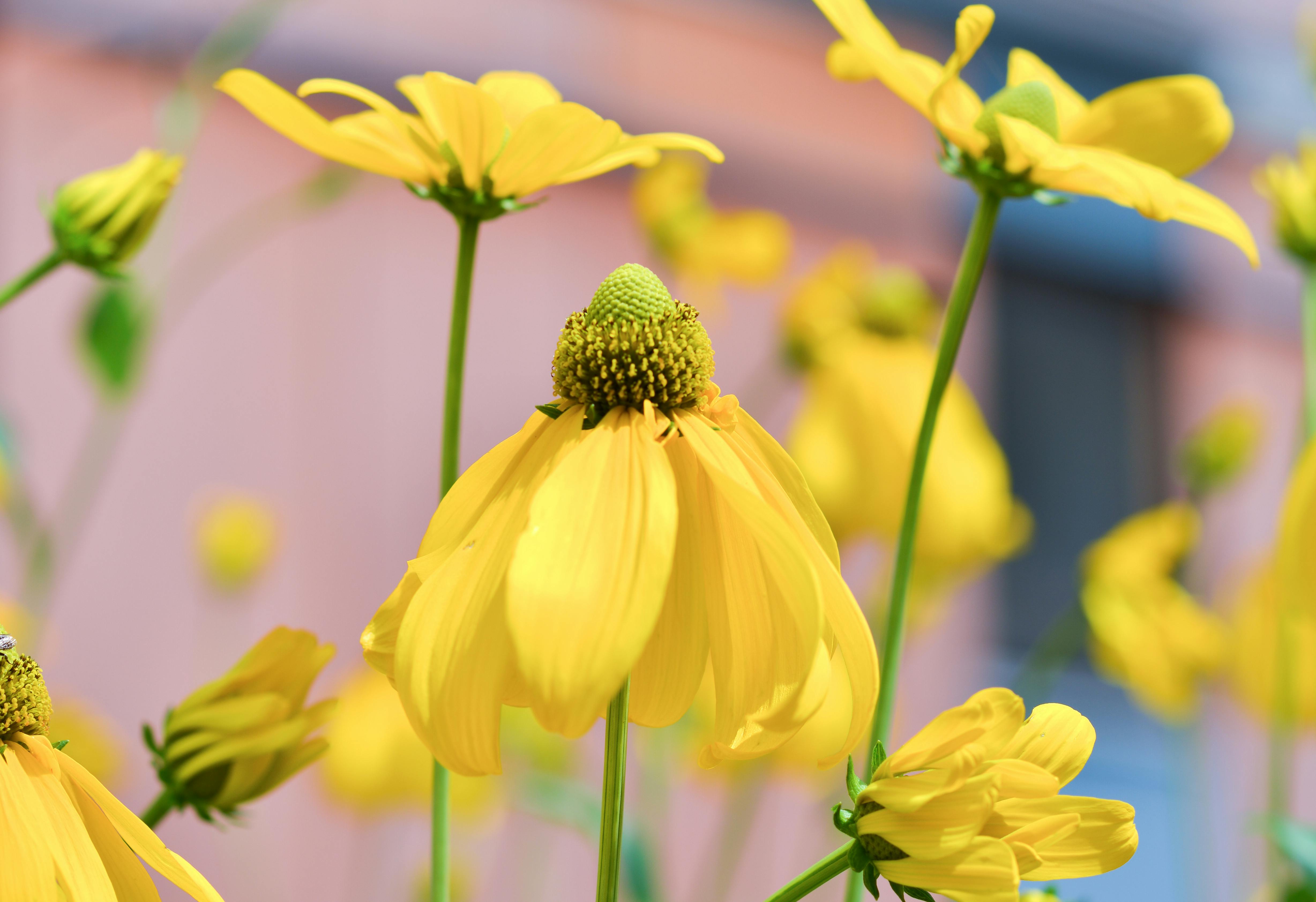 природа цветок желтый бесплатно