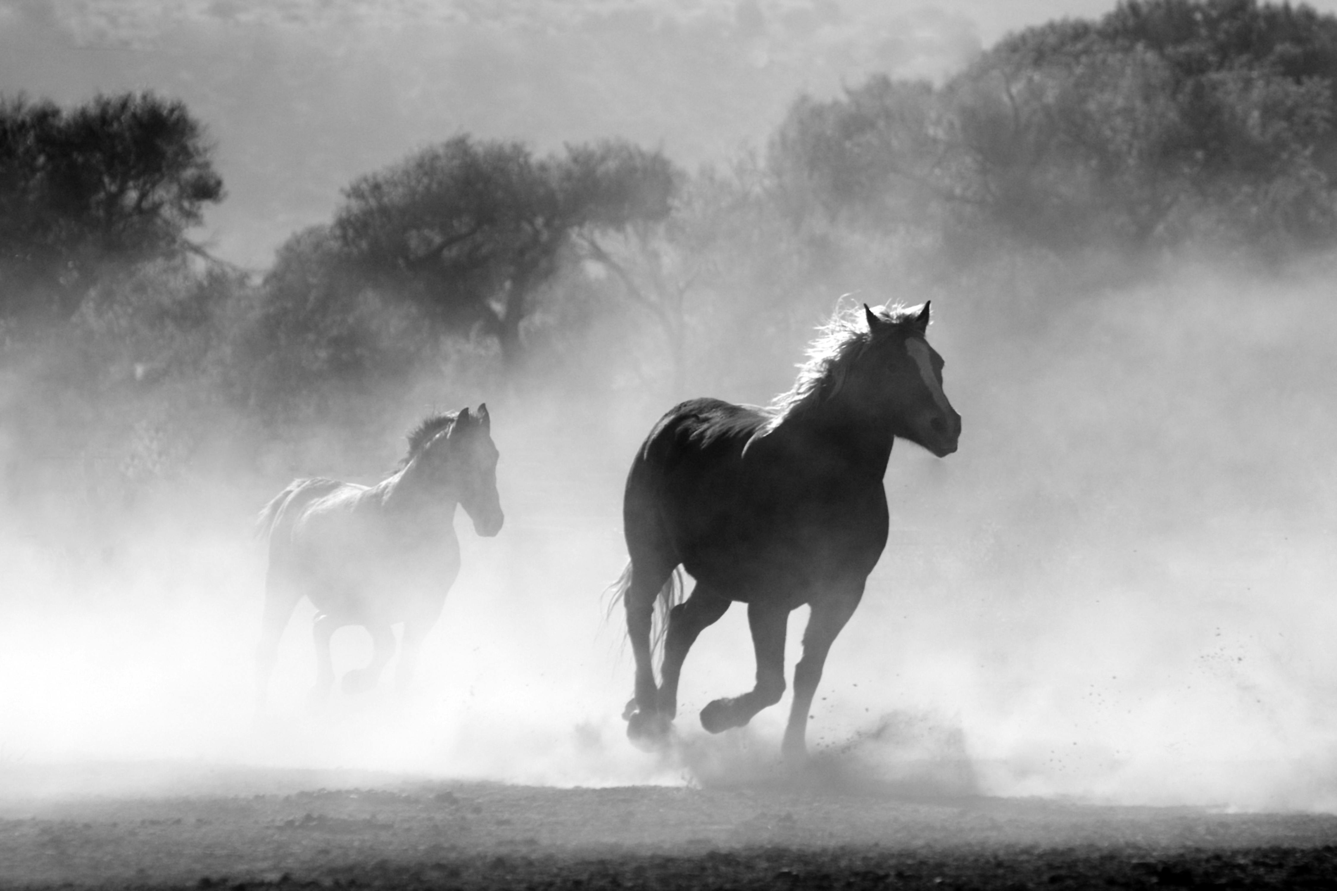 horse image on background