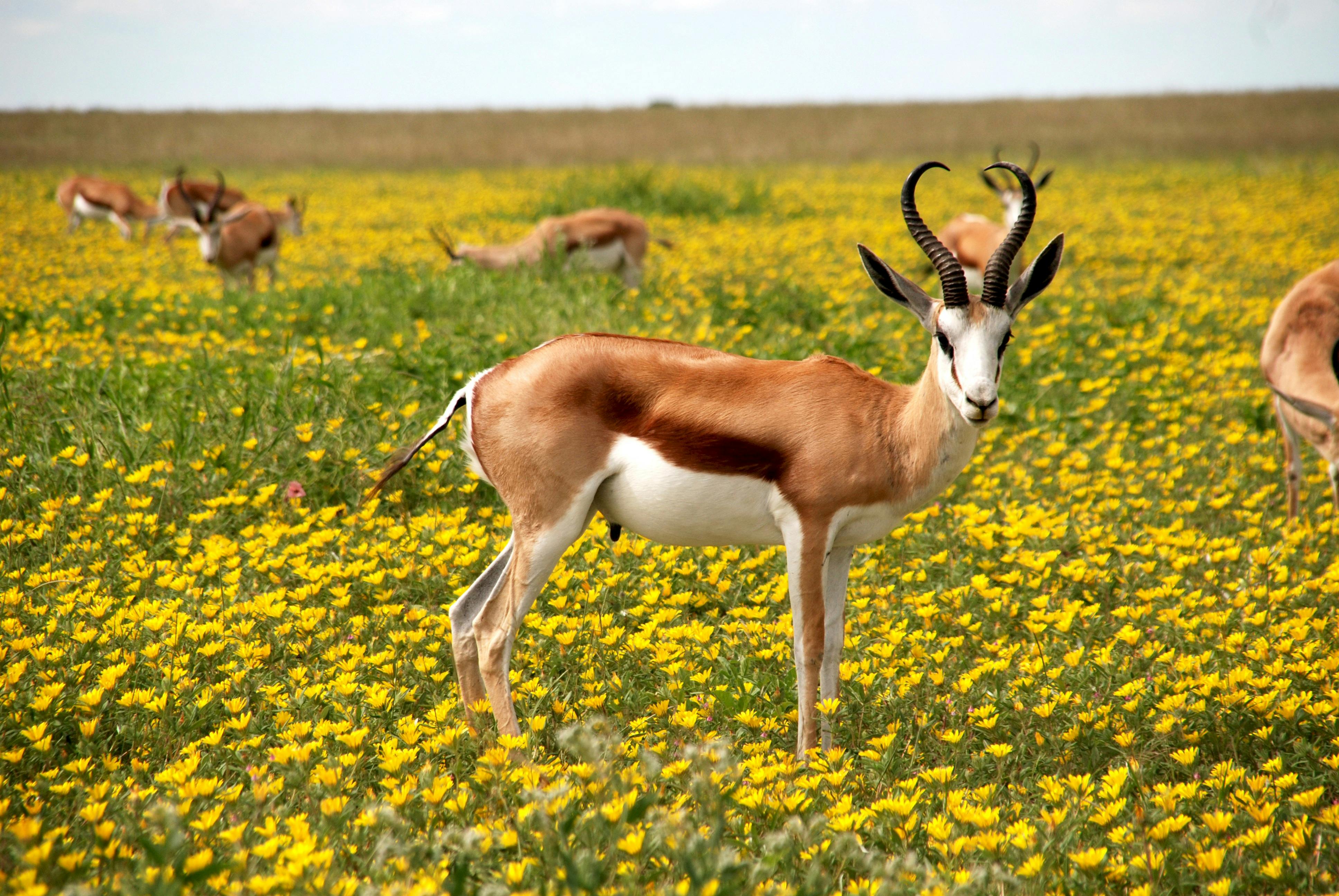 antelope-nature-flowers-meadow-52961.jpeg (3872×2592)