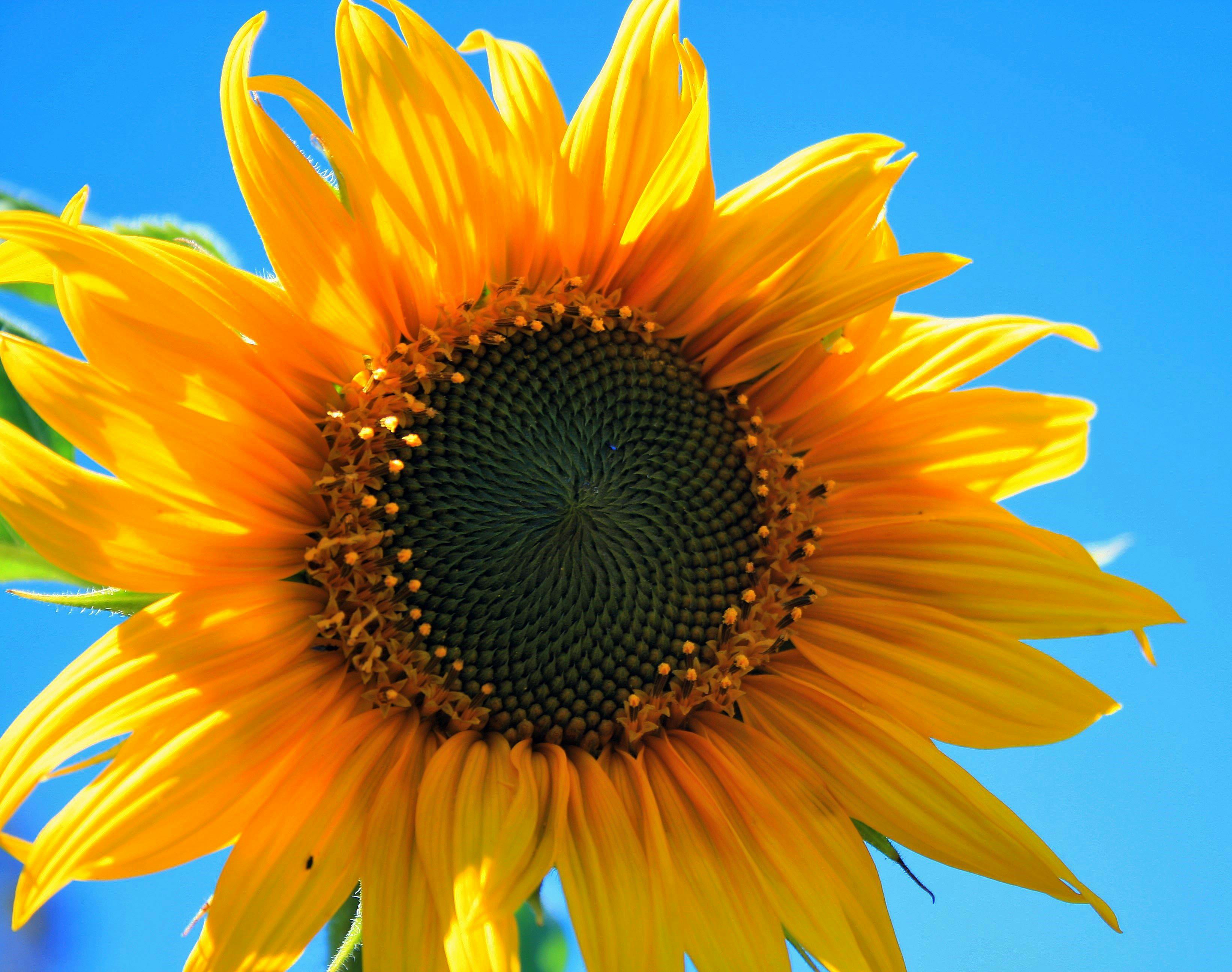 Download Yellow Multi Petaled Flower Closeup Photography Under Blue Sky during Daytime · Free Stock Photo