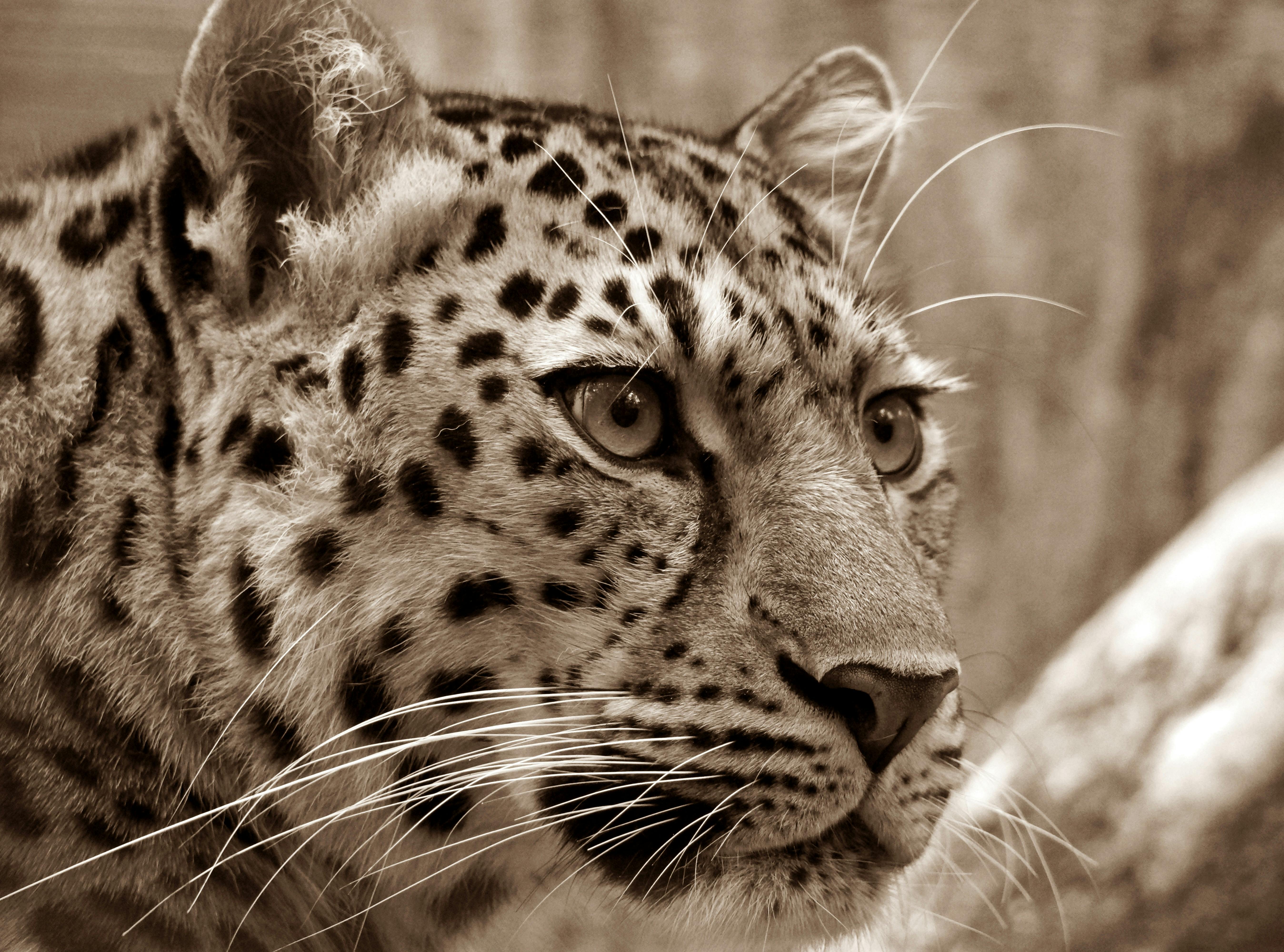  Leopard   Free Stock Photo 