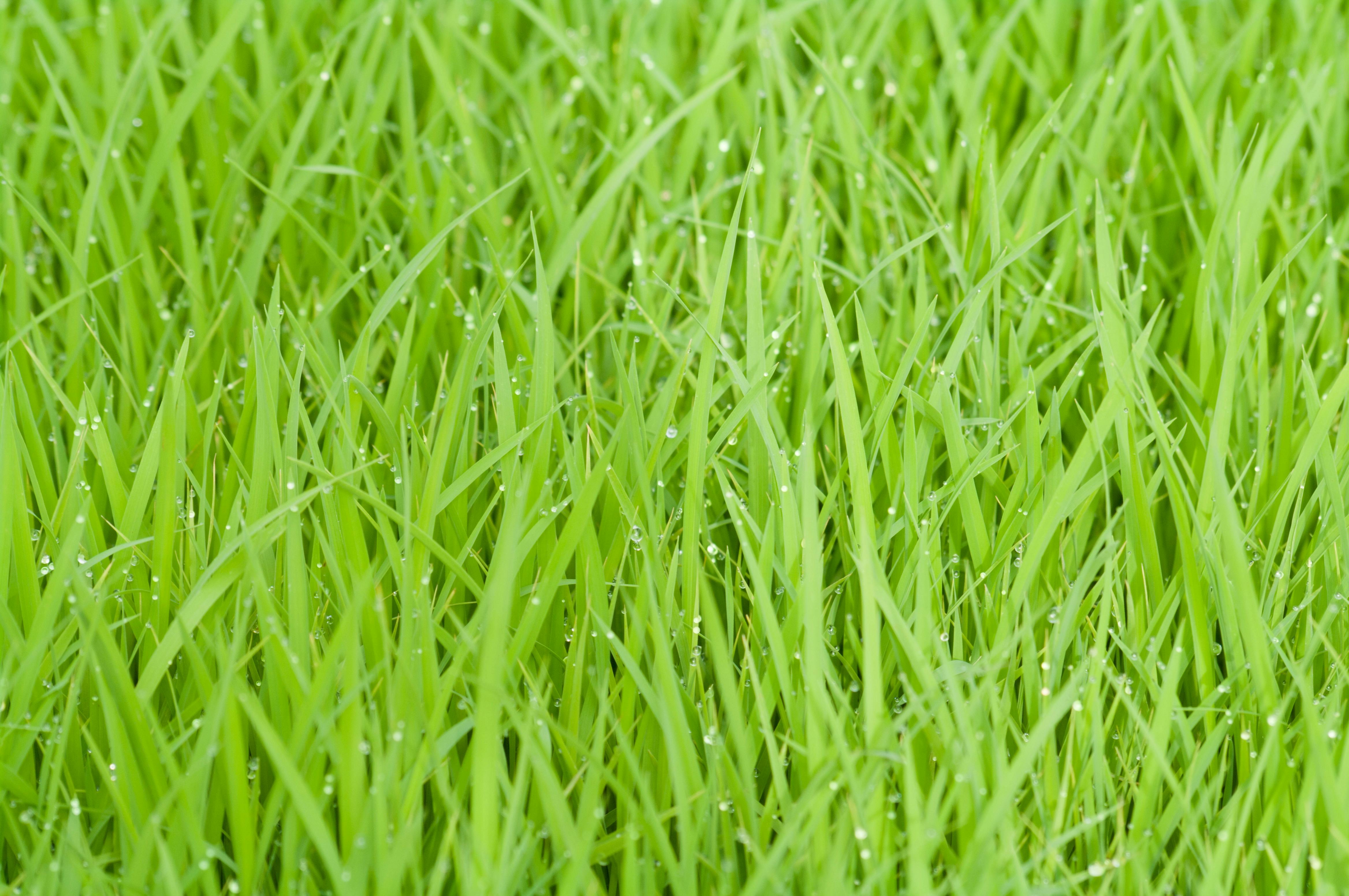 rice-field-green-grass-nature-53615.jpeg (4672×3104)