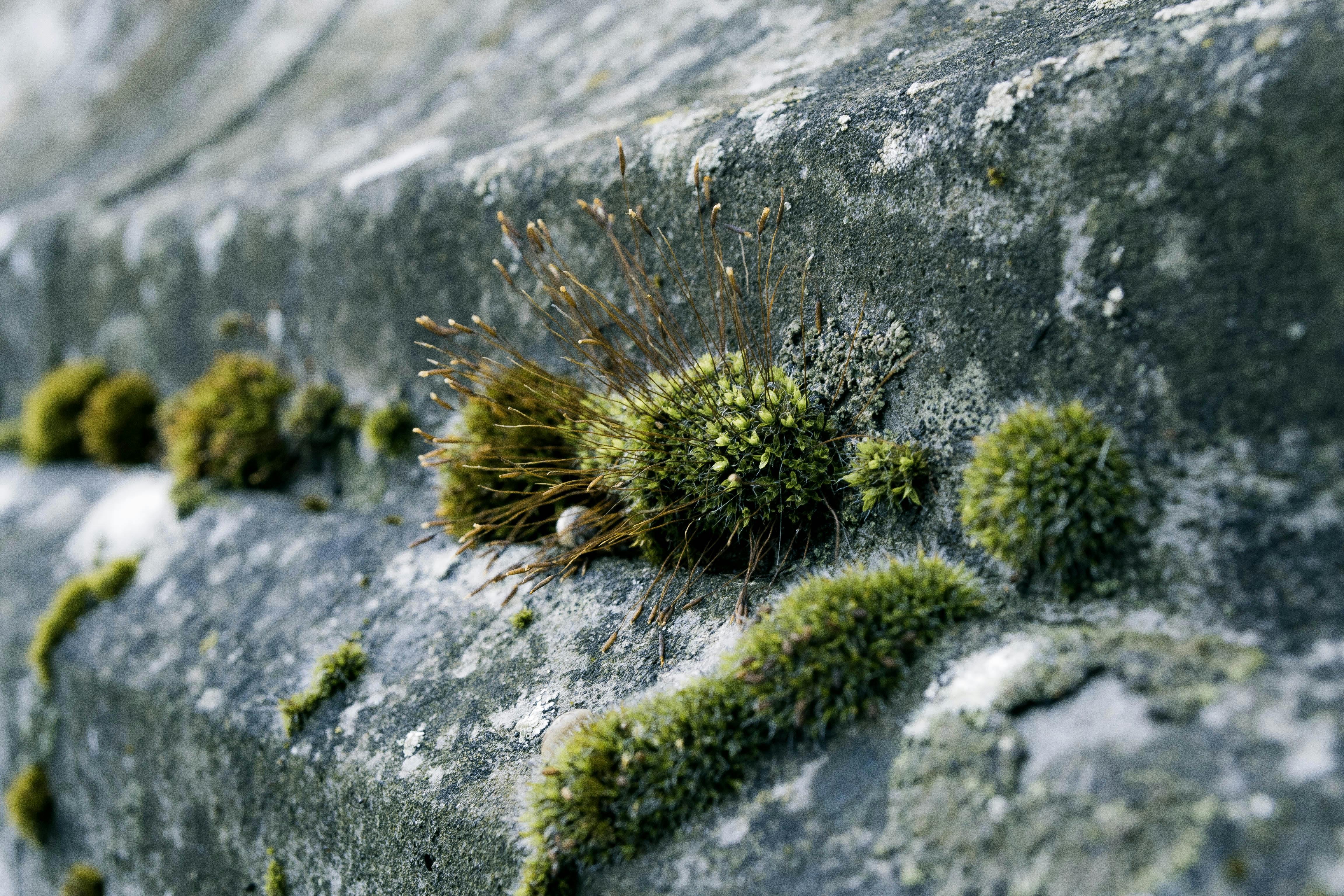 Green Moss On Concrete · Free Stock Photo