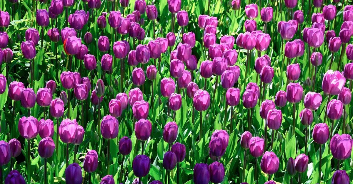Purple Tulip Flower Field · Free Stock Photo