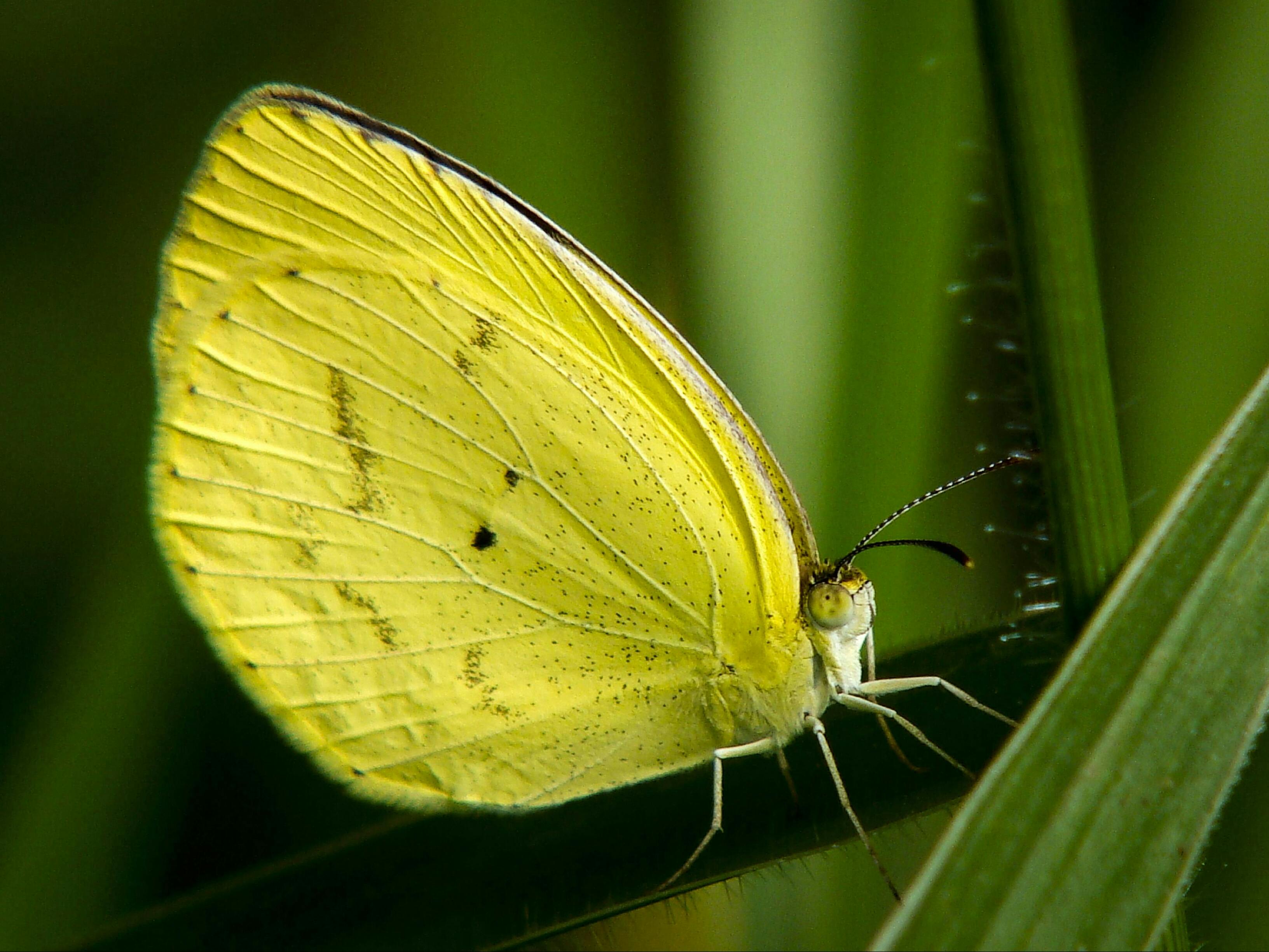 Free stock photo of animal, antenna, biology