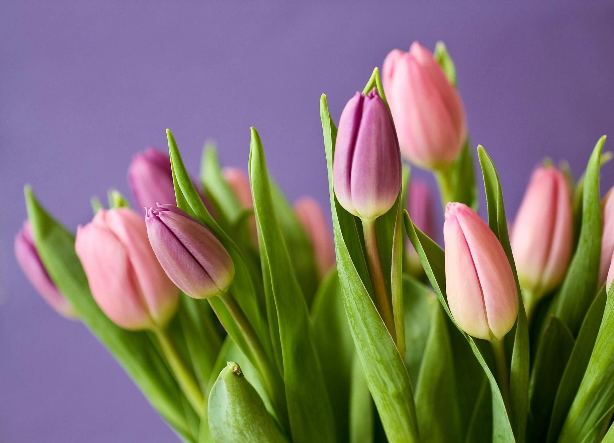 tulips-flowers-tulip-bouquet-violet-54186.jpeg (2000×1443)