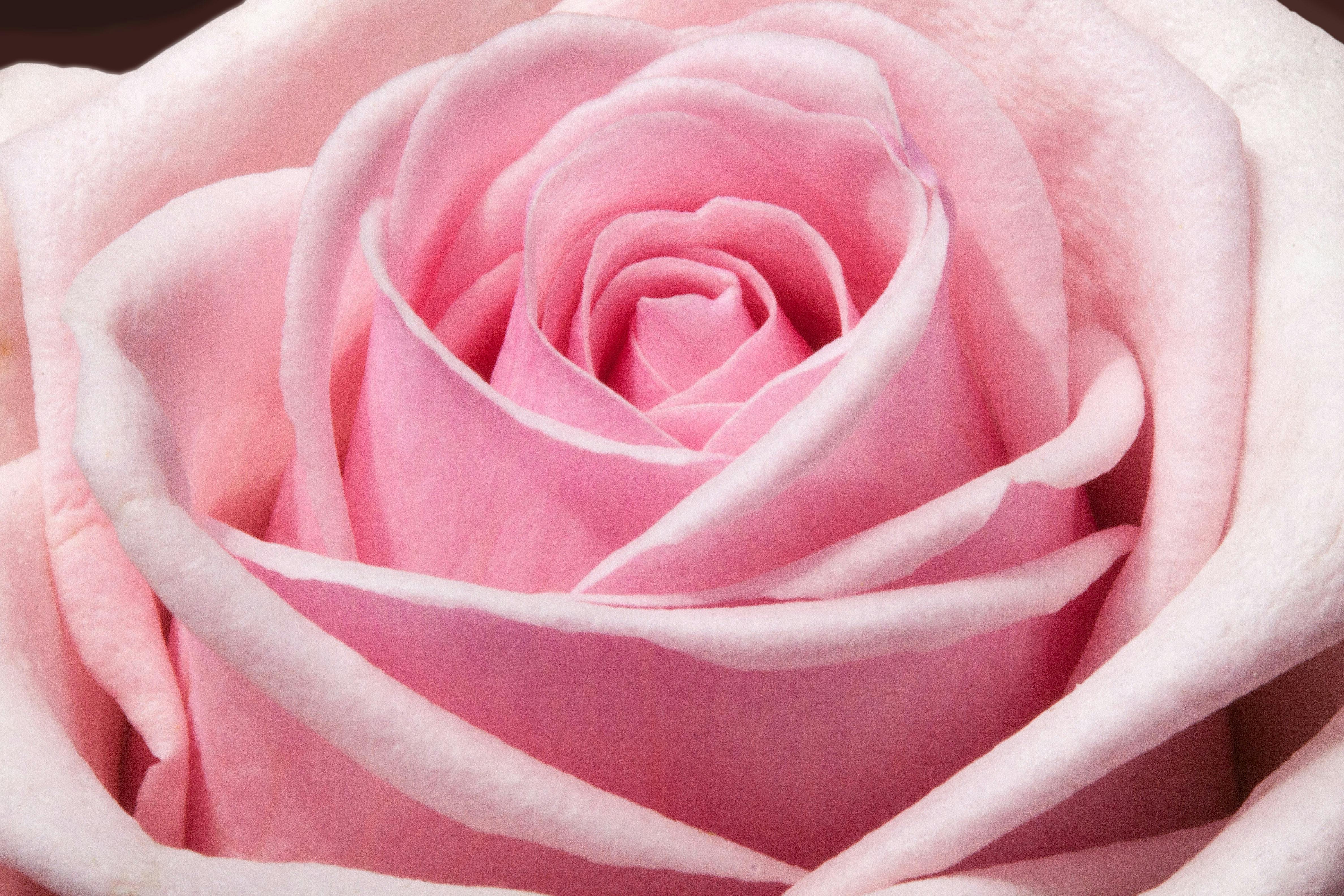 rose-composites-flowers-spring-54323.jpeg (4752×3168)