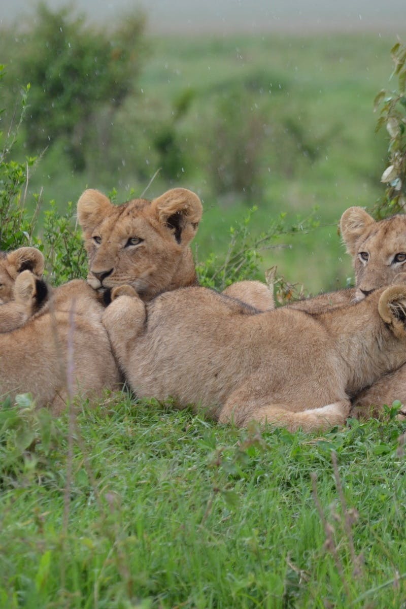 Tan Lionesses on Green Field during Daytime · Free Stock Photo