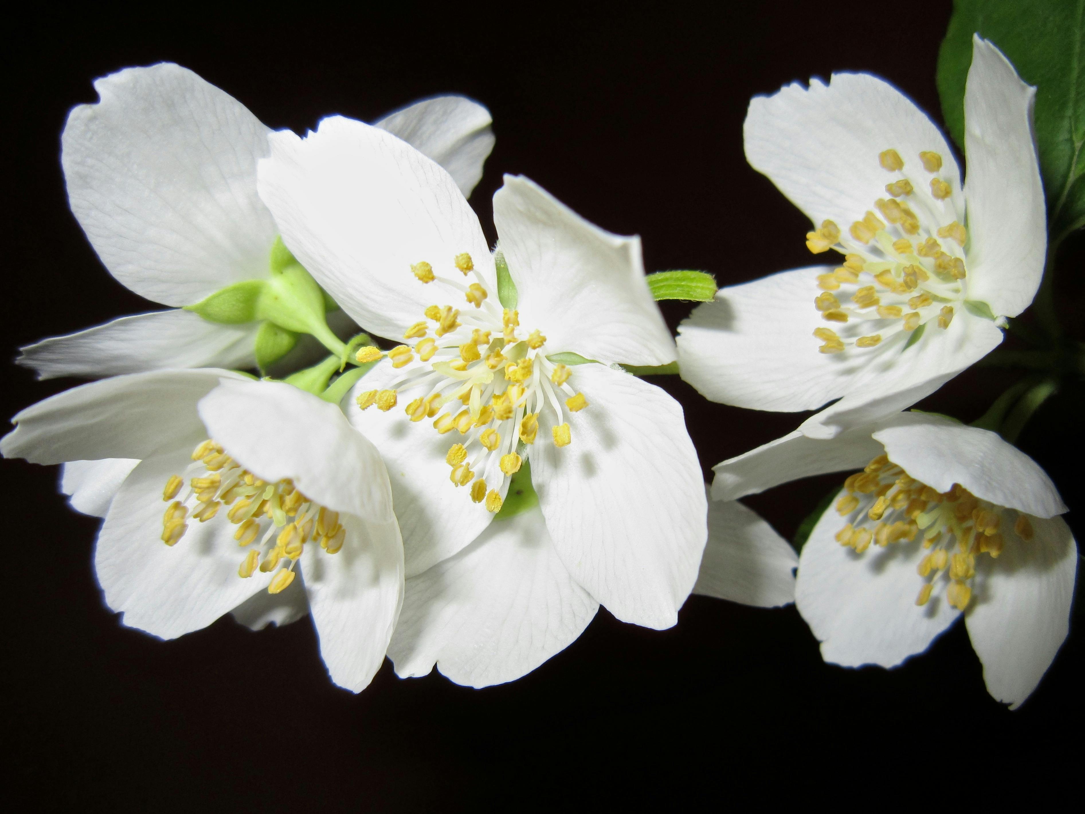 Close Up Photo of White Petaled Flower · Free Stock Photo