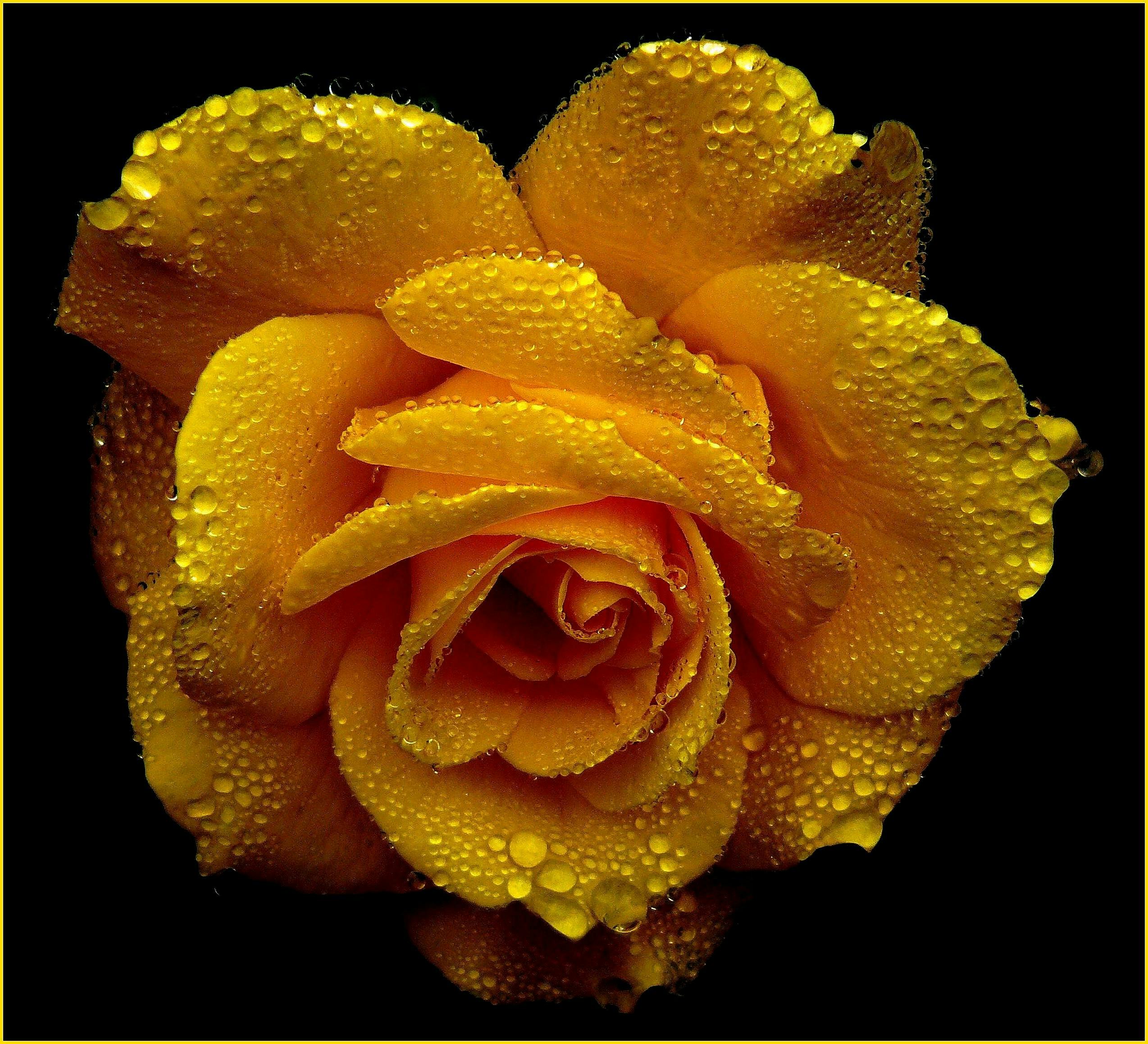 rose-roses-blossom-bloom-54620.jpeg (2548×2318)