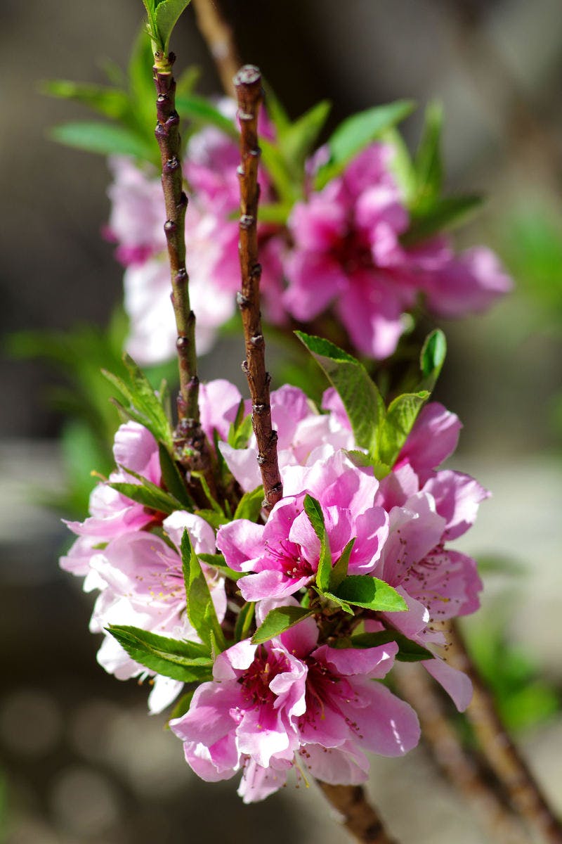 Free stock photo of bloom, blossom, botanical