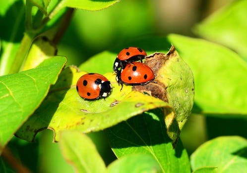 Red Ladybug on Green Leaf