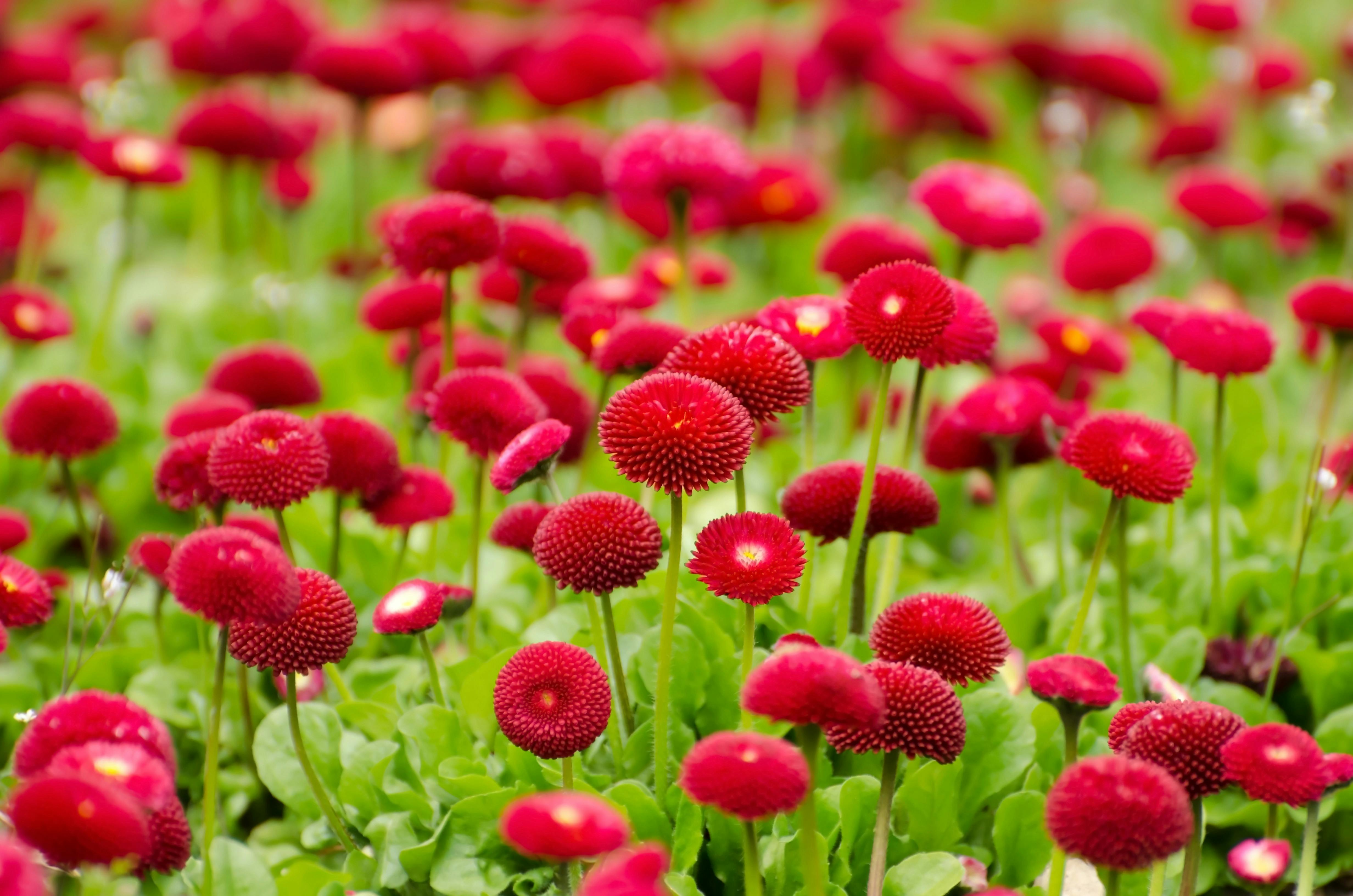 flower-red-summer-spring-57468.jpeg (4928×3264)